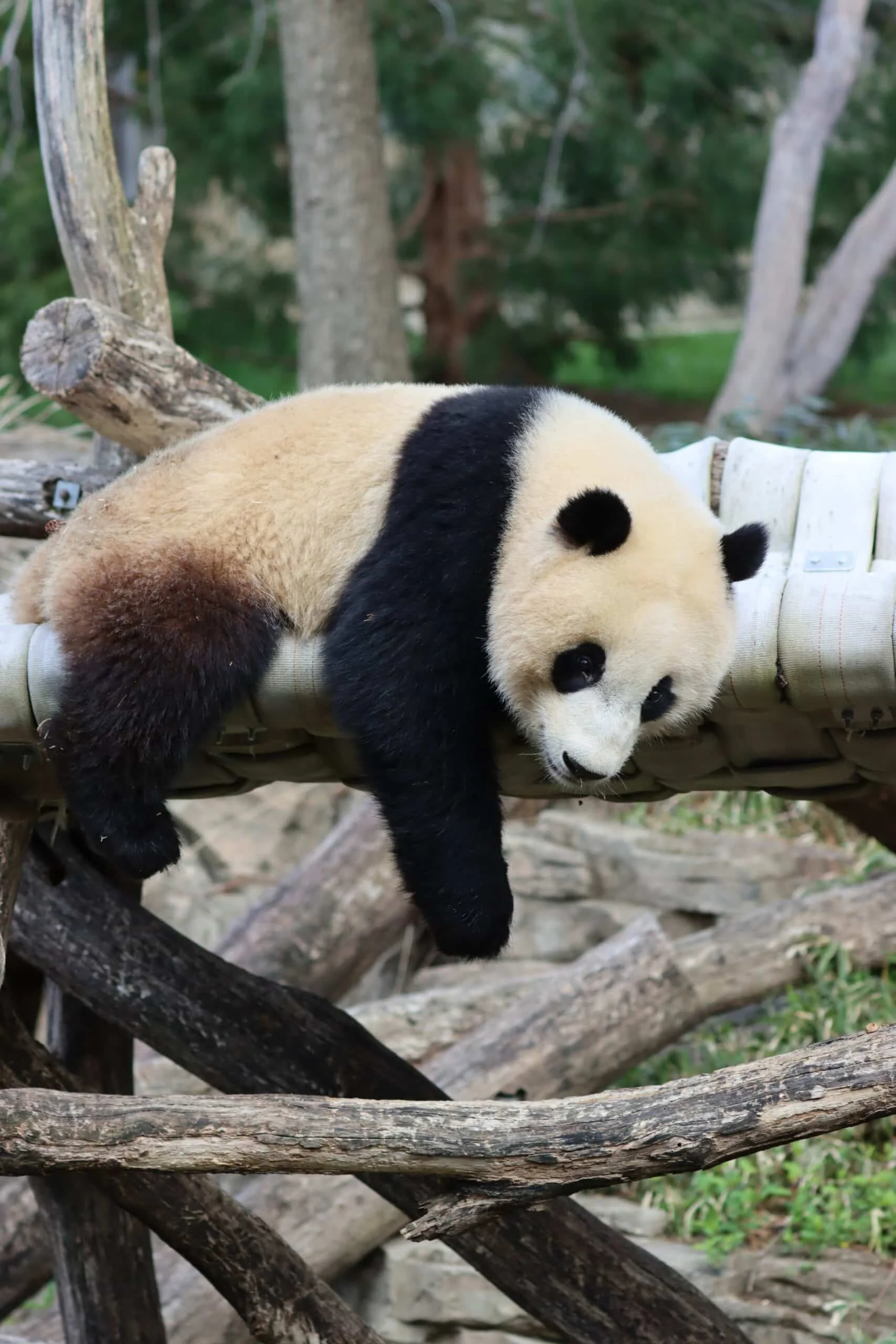 Smithsonian's National Zoo