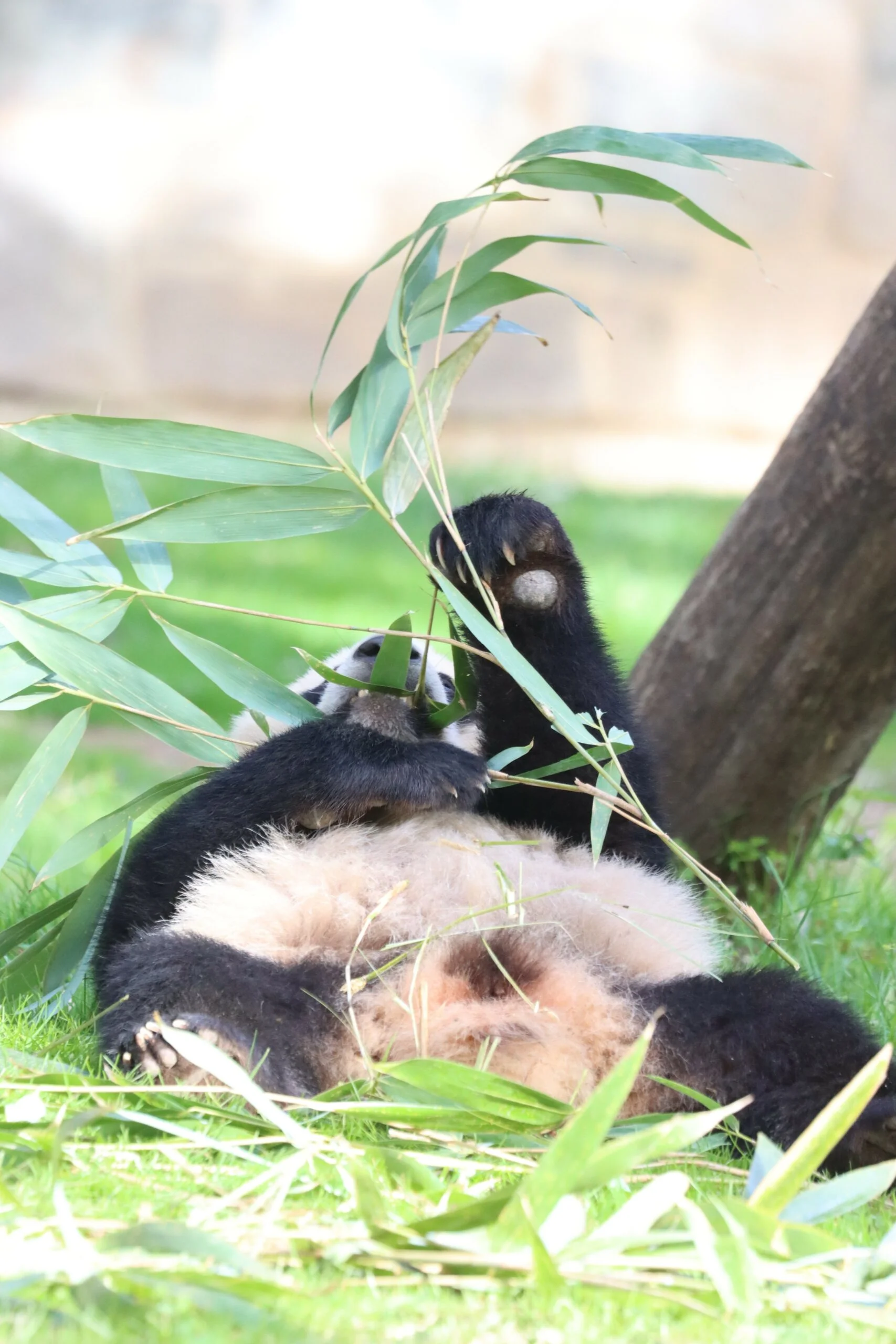 Smithsonian's National Zoo