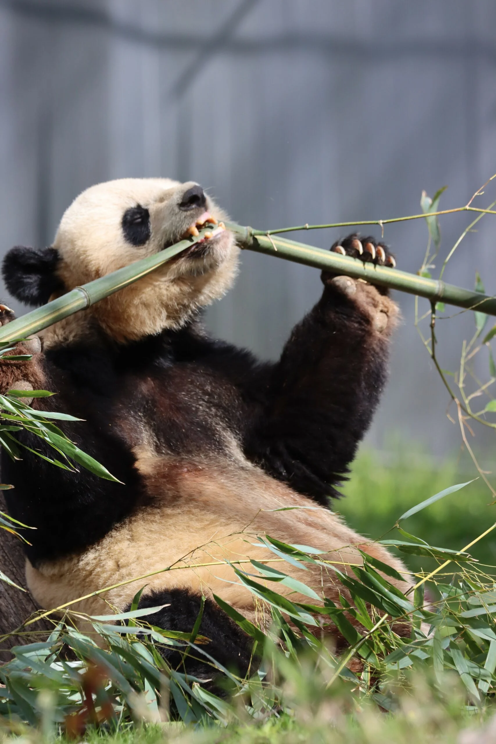 Smithsonian's National Zoo