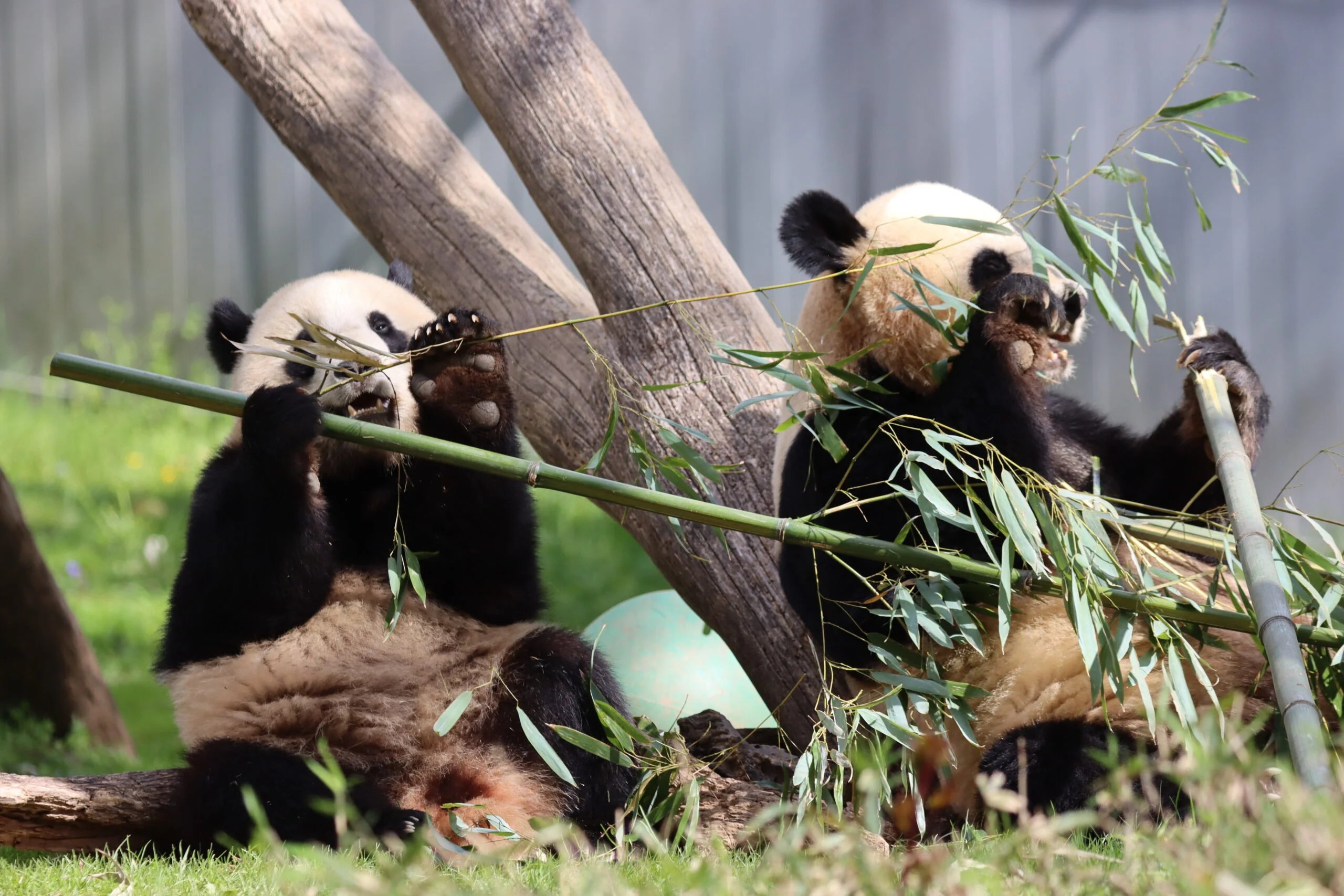 Smithsonian's National Zoo