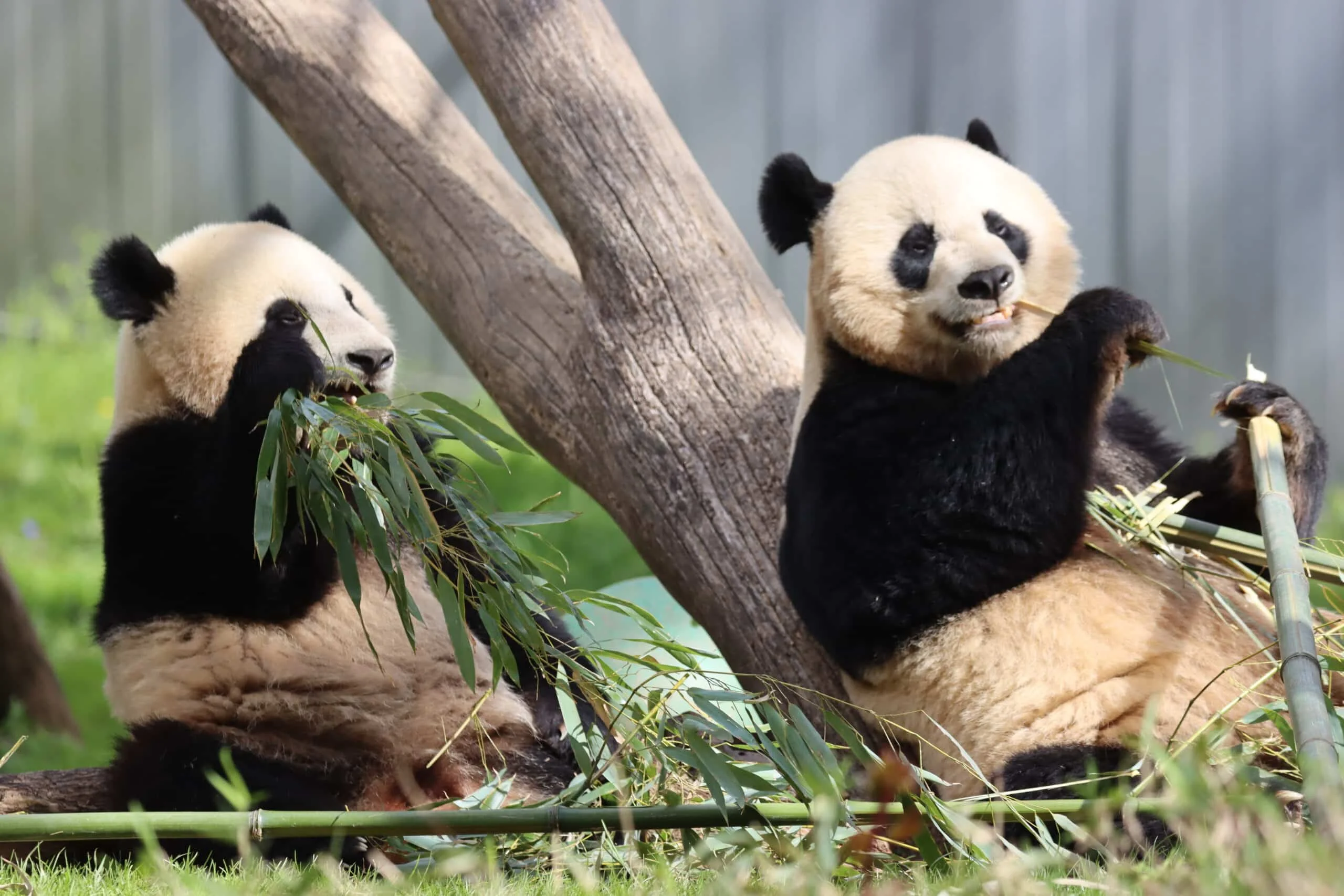 Smithsonian's National Zoo