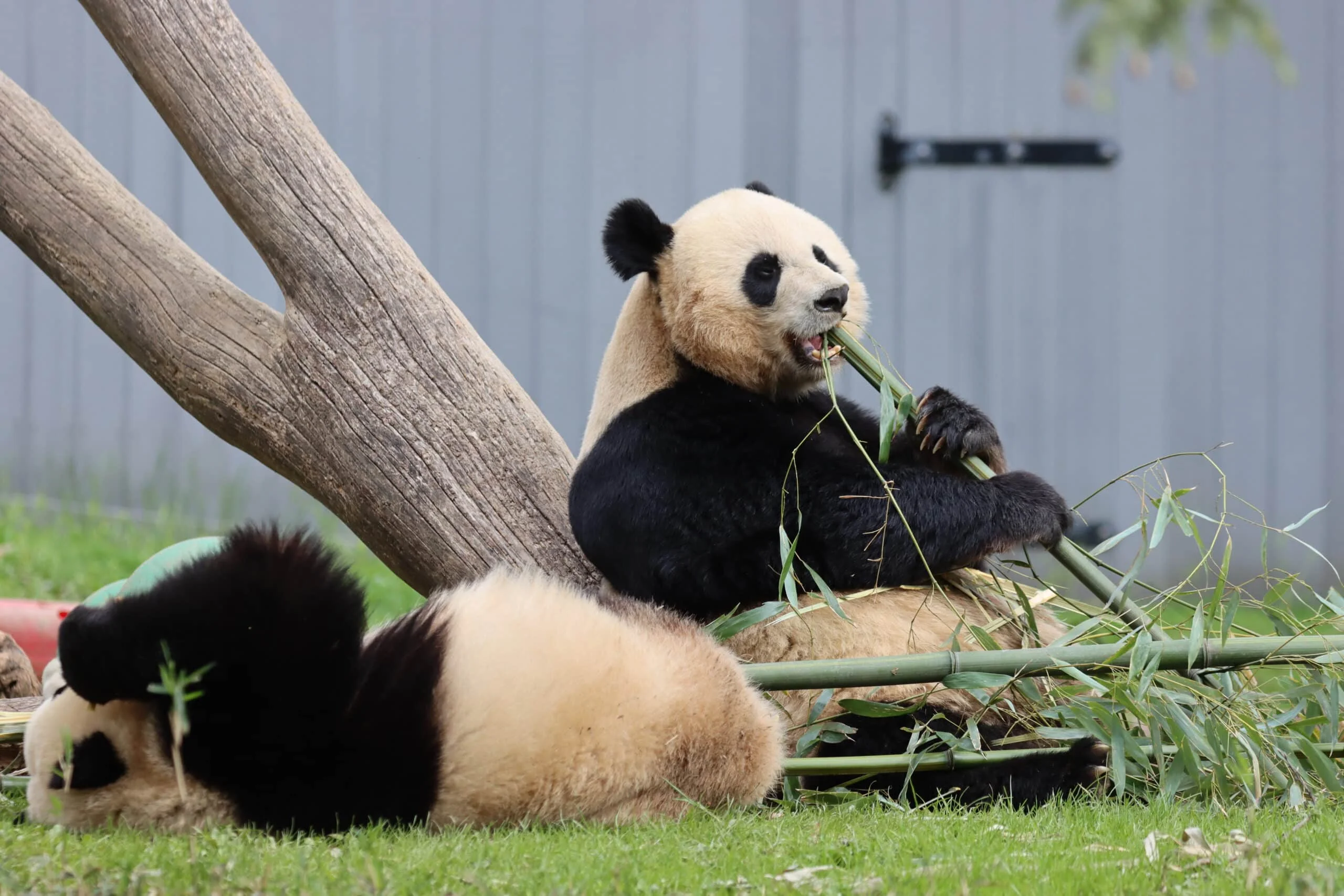 Smithsonian's National Zoo