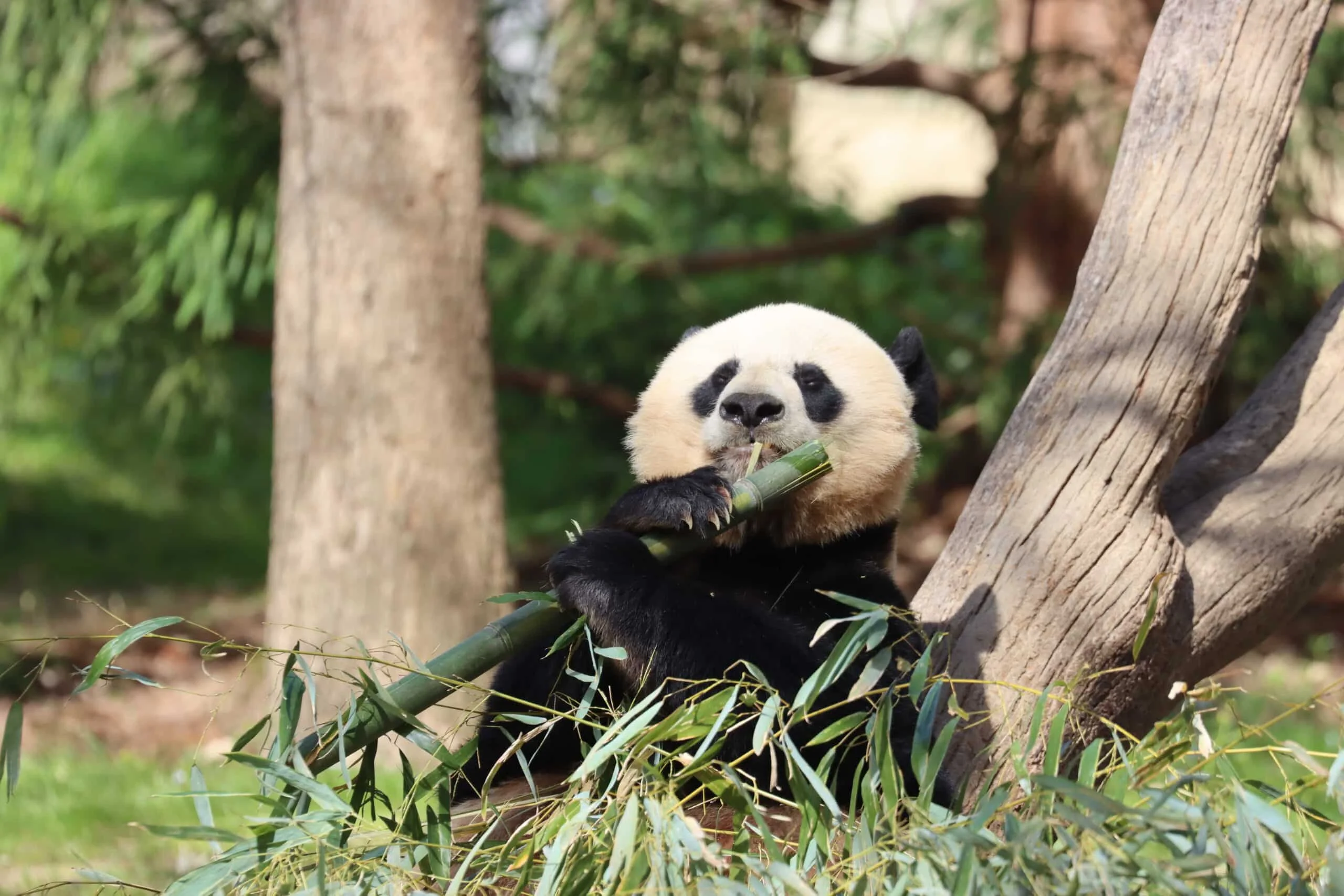 Smithsonian's National Zoo