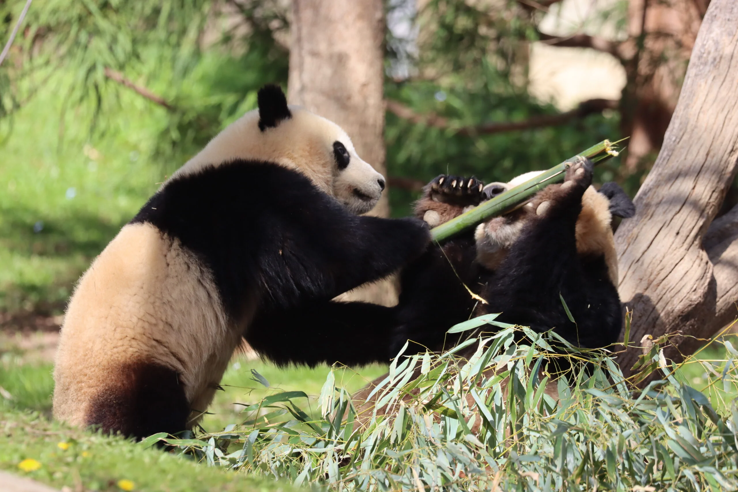 Smithsonian's National Zoo