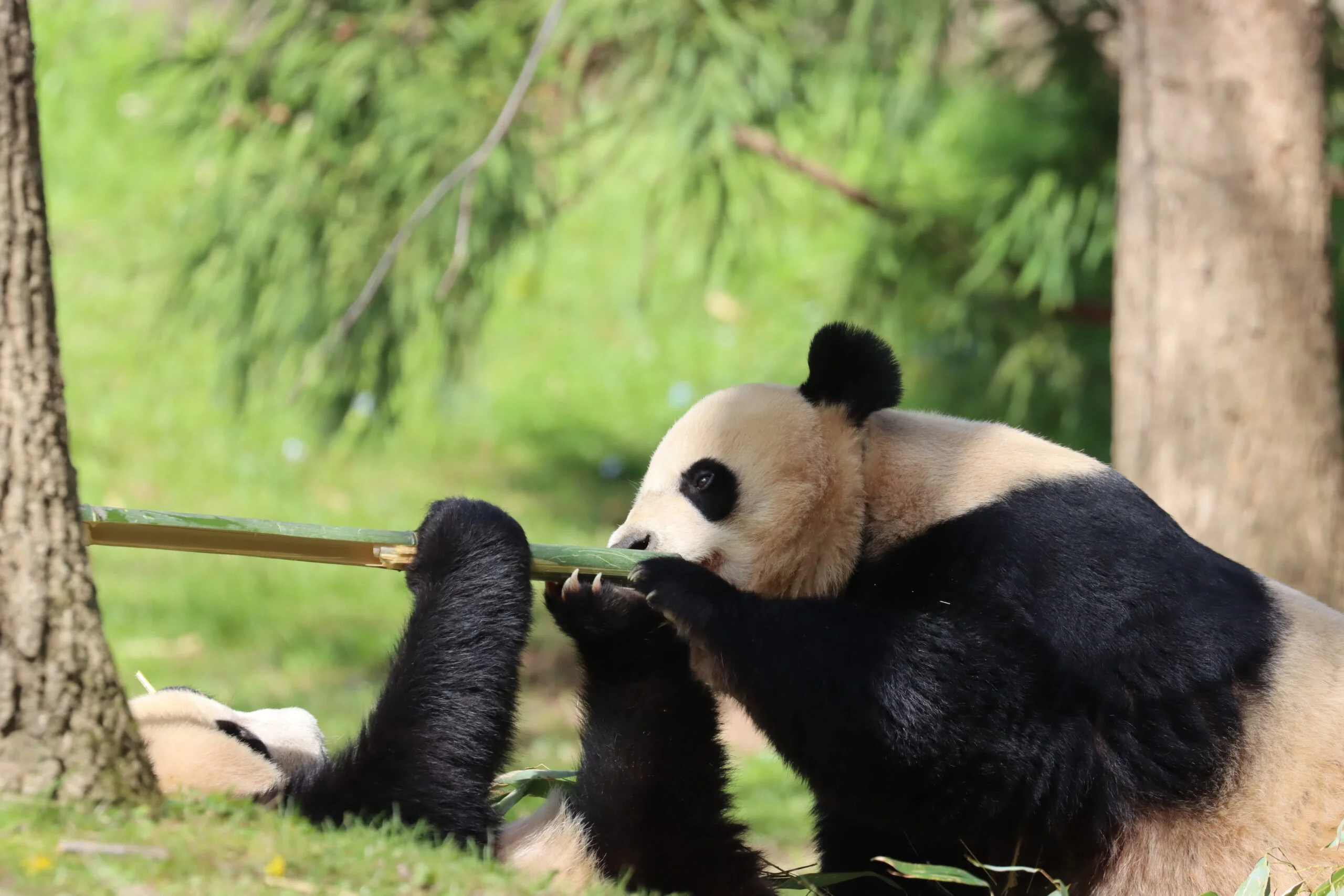 Smithsonian's National Zoo