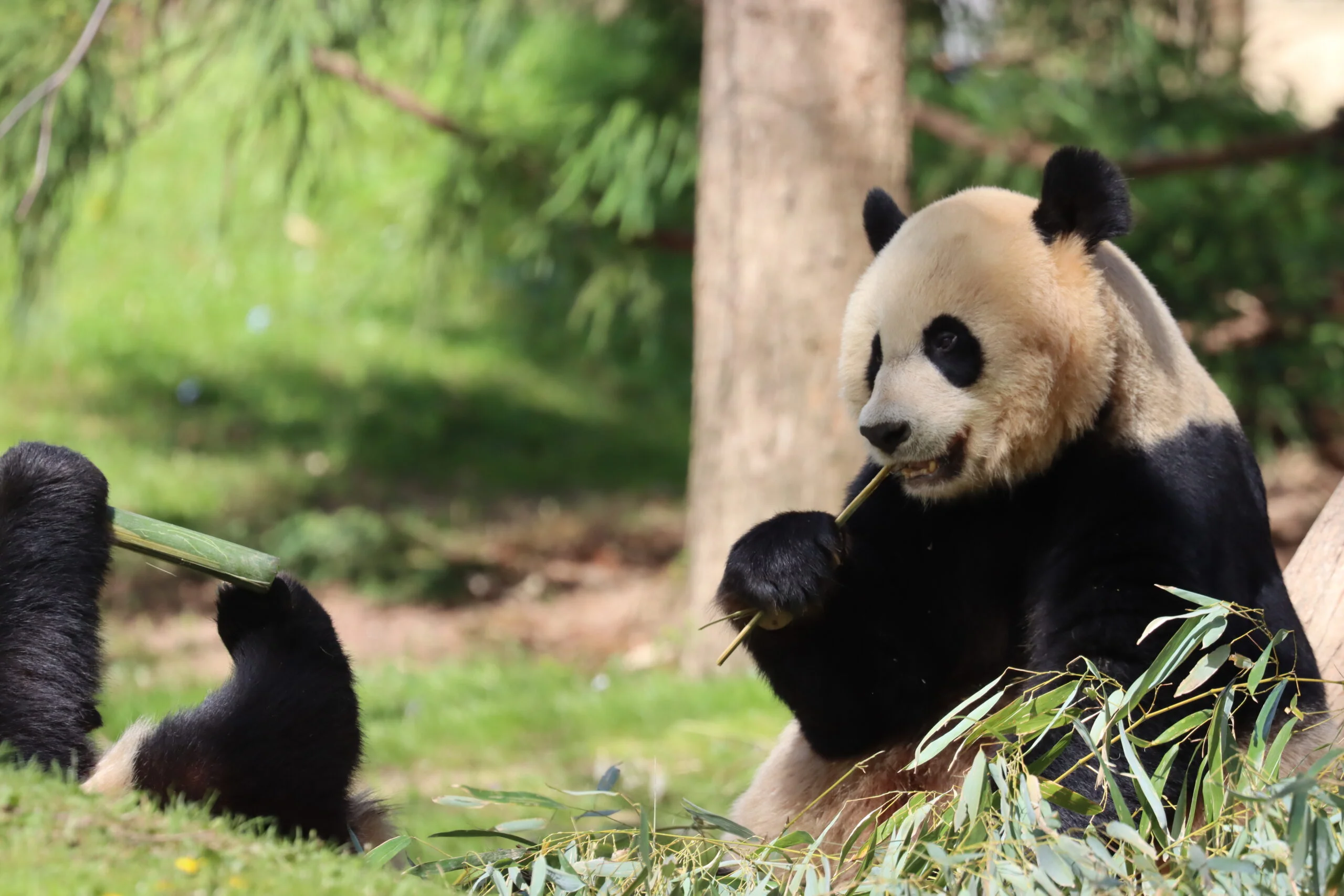 Smithsonian's National Zoo