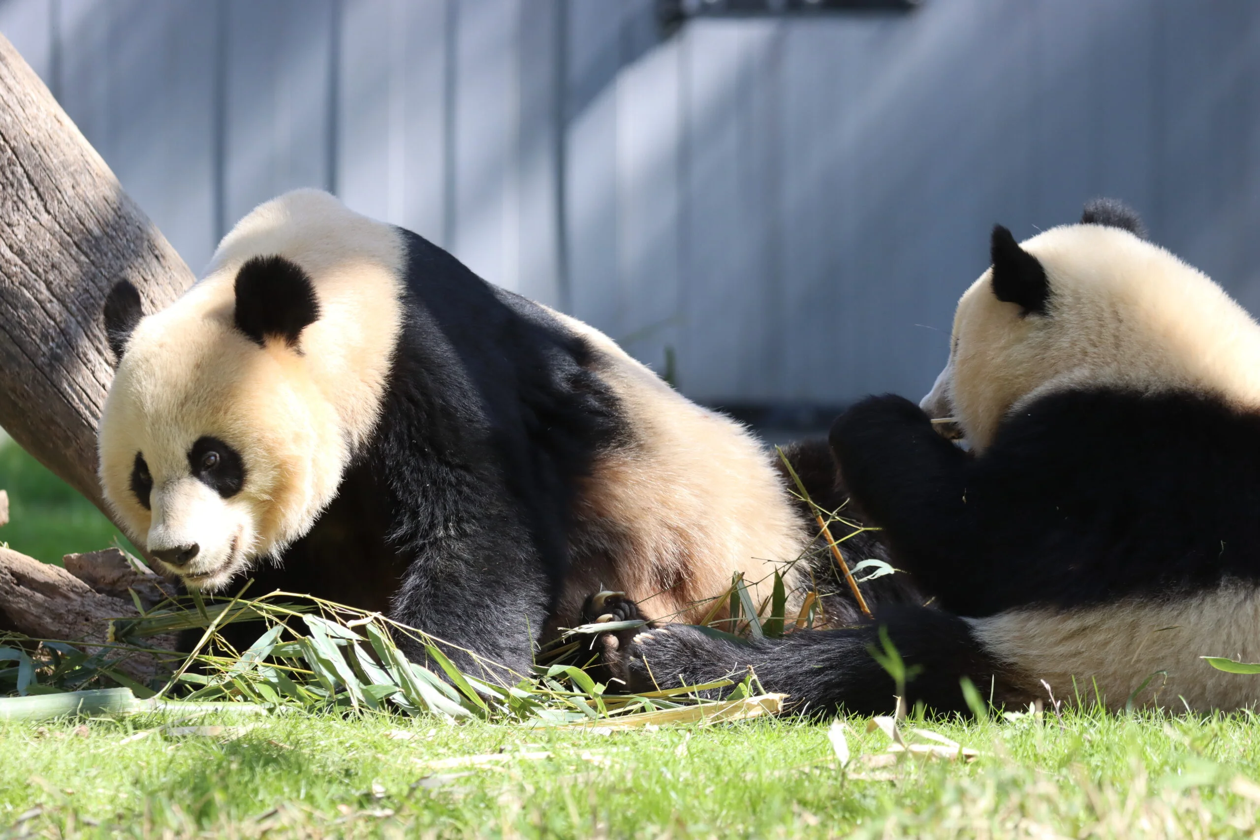 Smithsonian's National Zoo