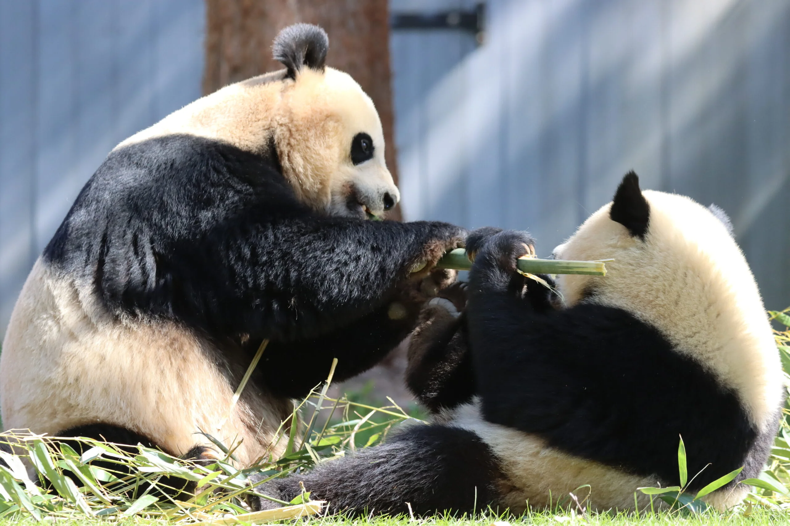 Smithsonian's National Zoo