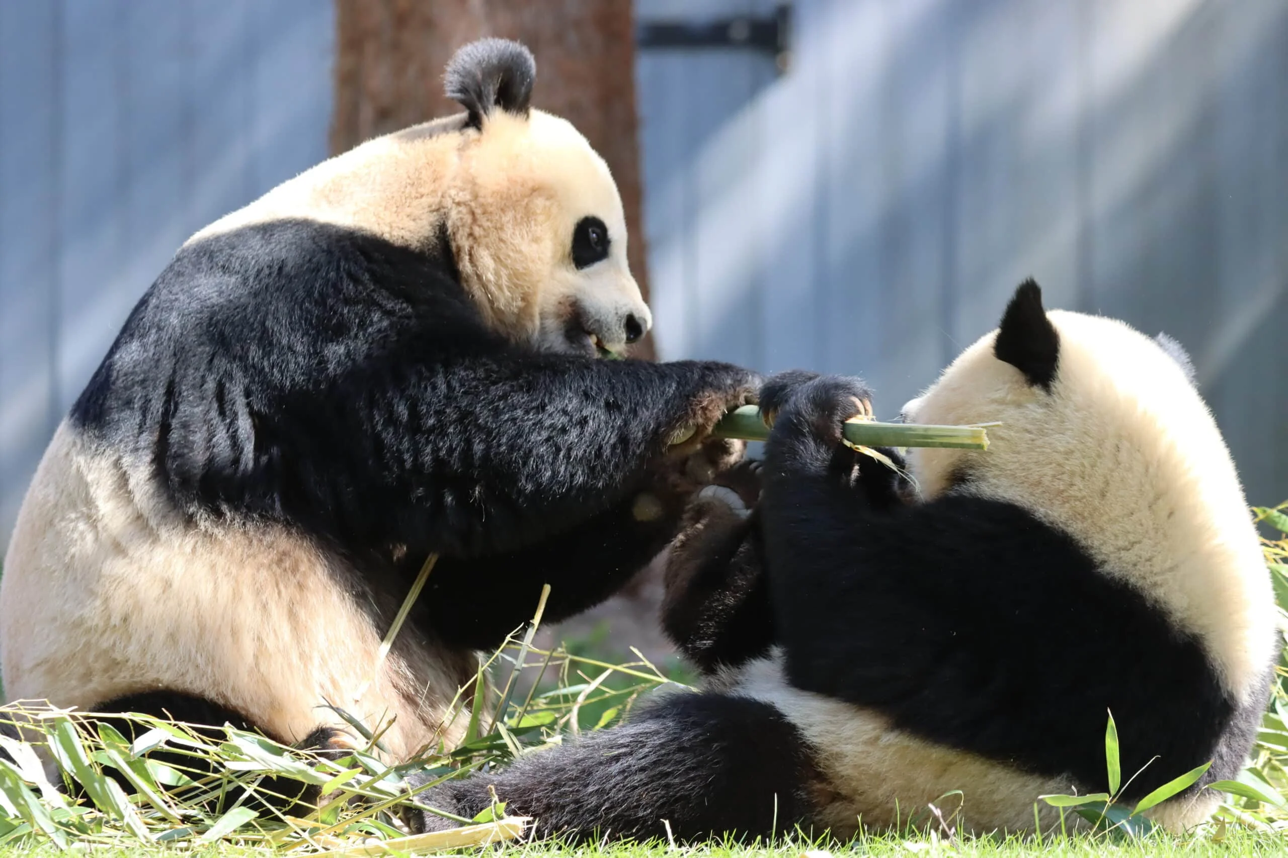 Smithsonian's National Zoo