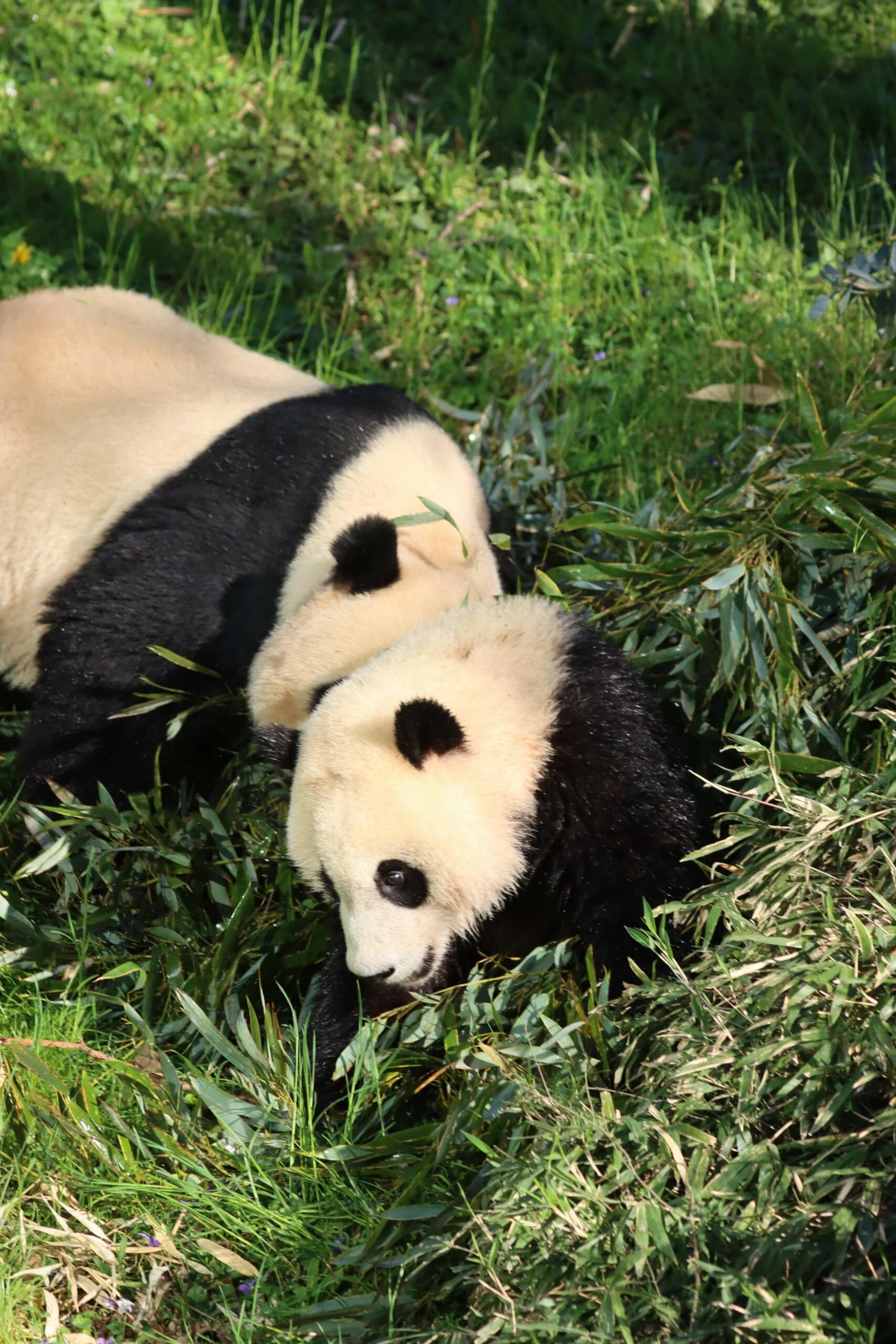 Smithsonian's National Zoo