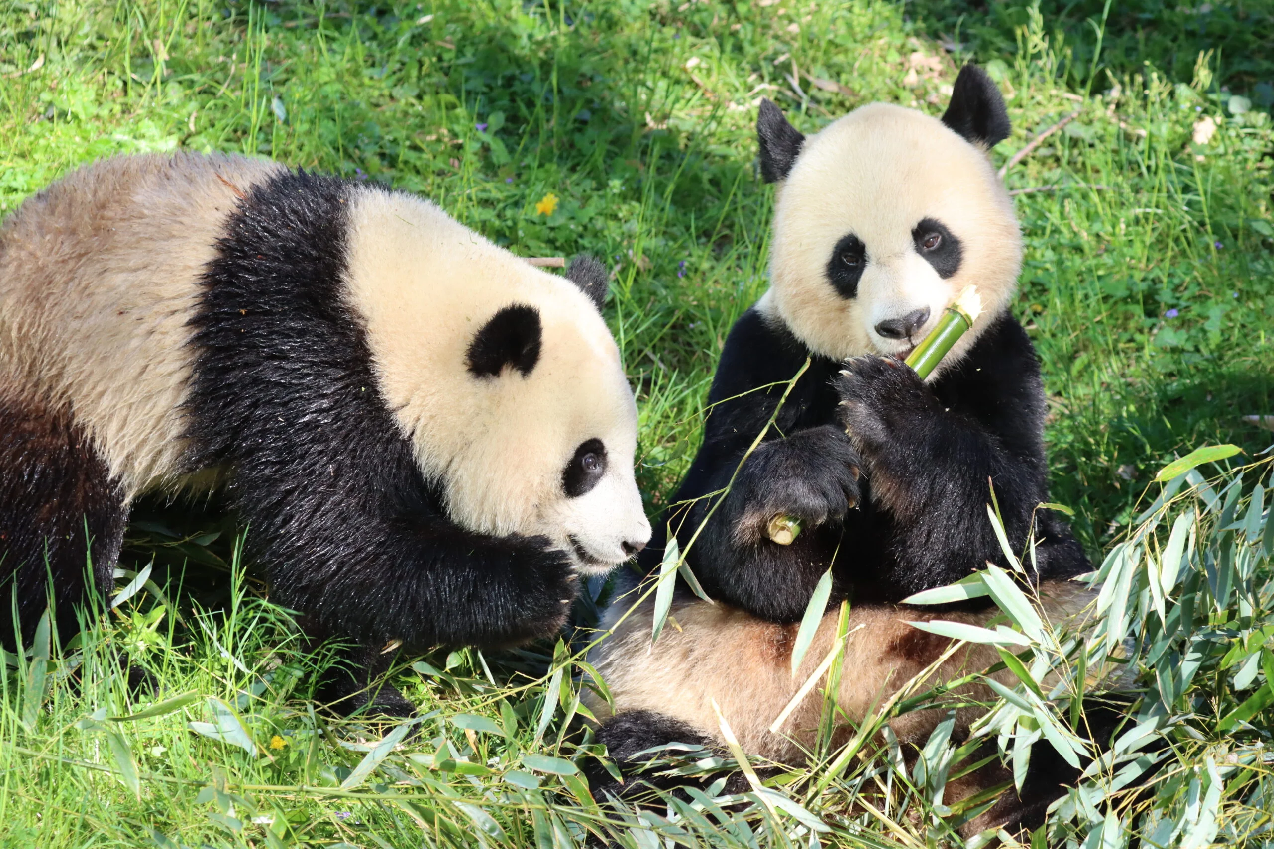 Smithsonian's National Zoo