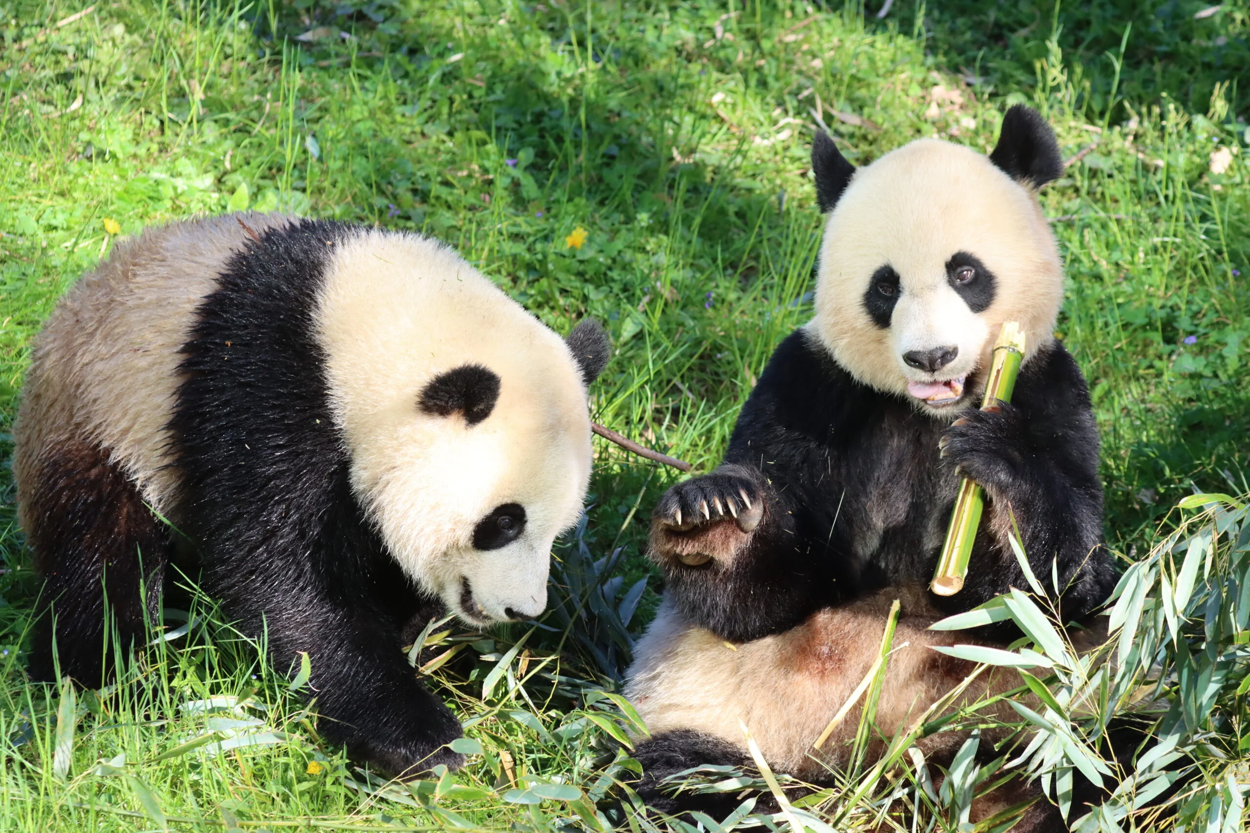 Smithsonian's National Zoo