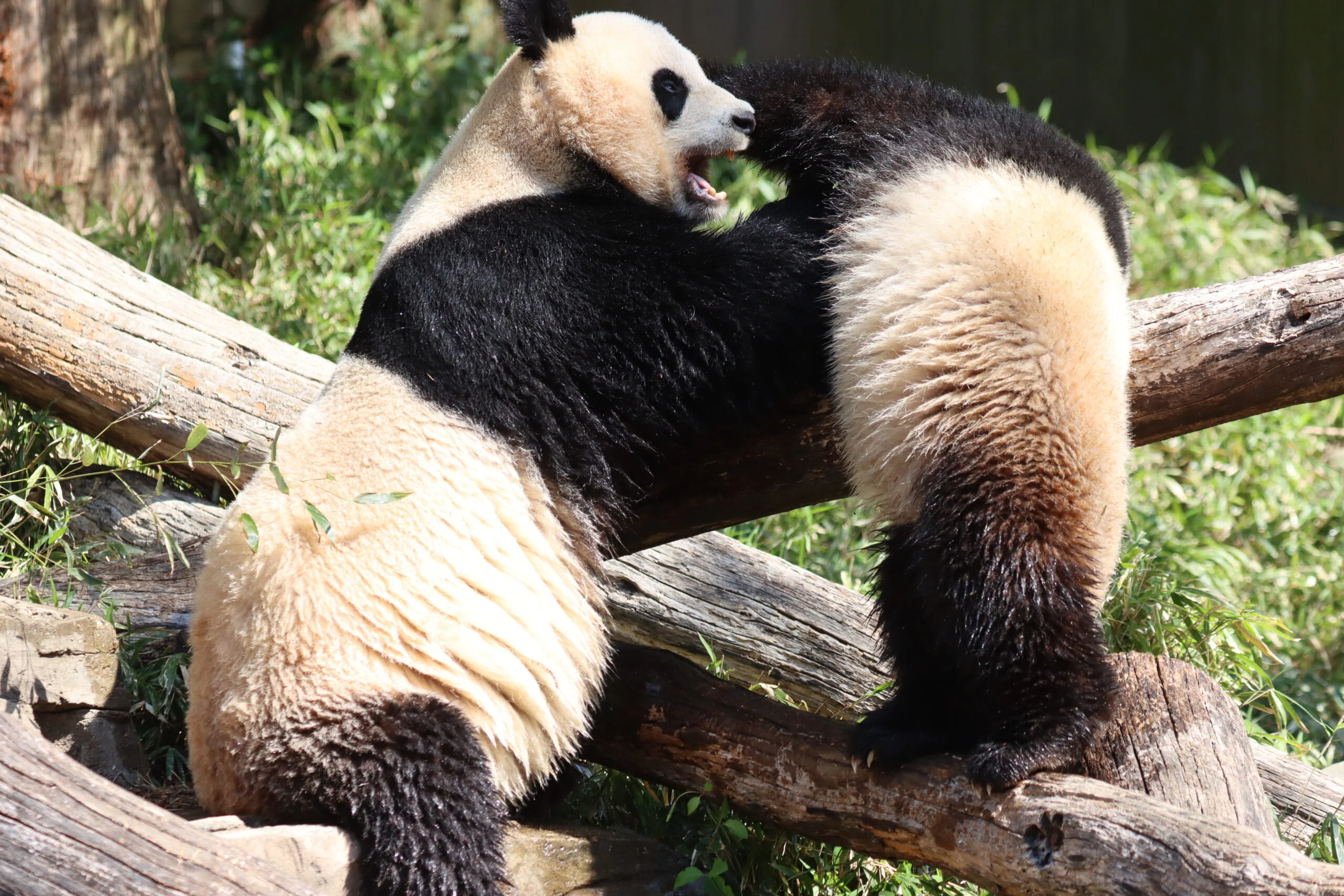 Smithsonian's National Zoo