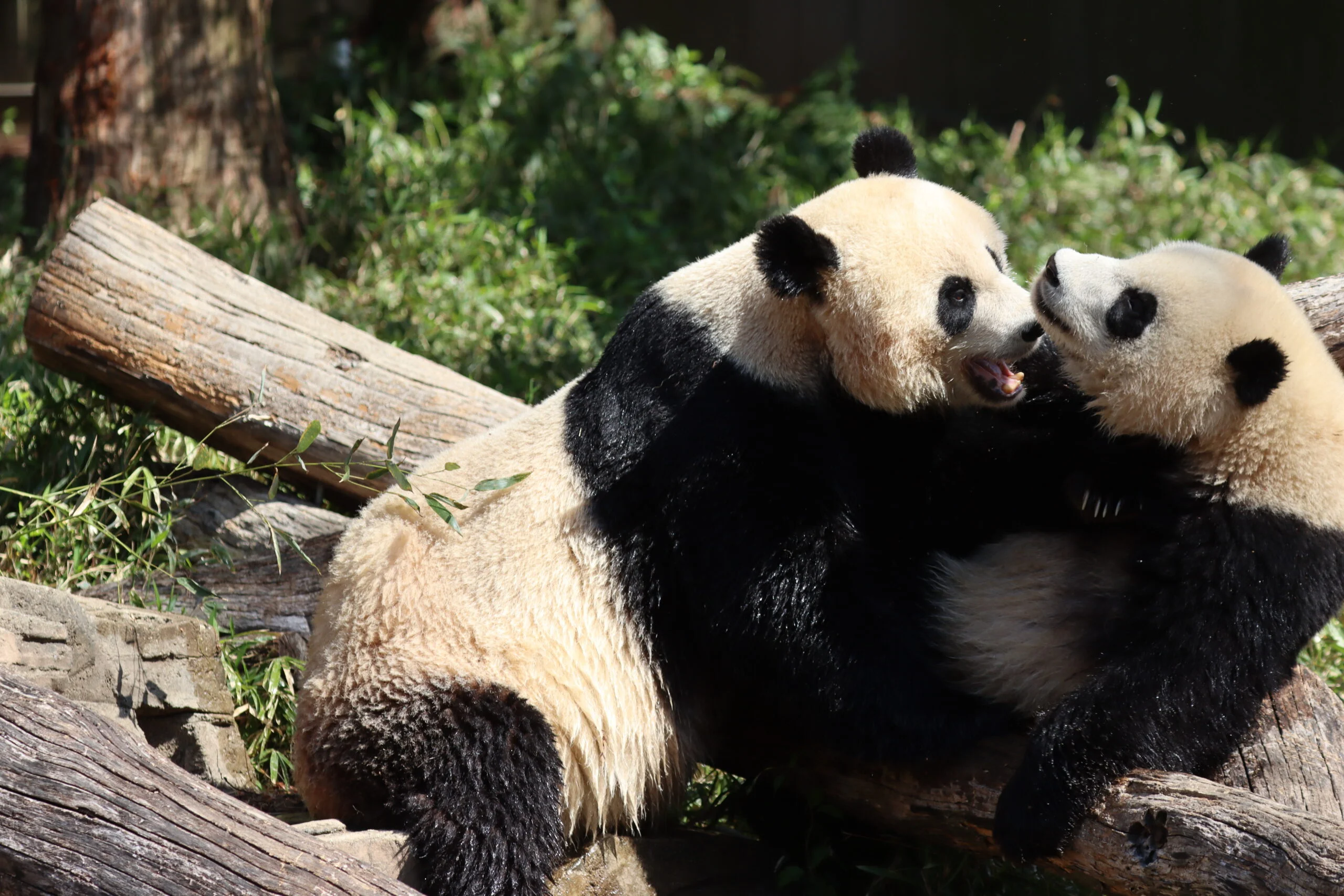 Smithsonian's National Zoo