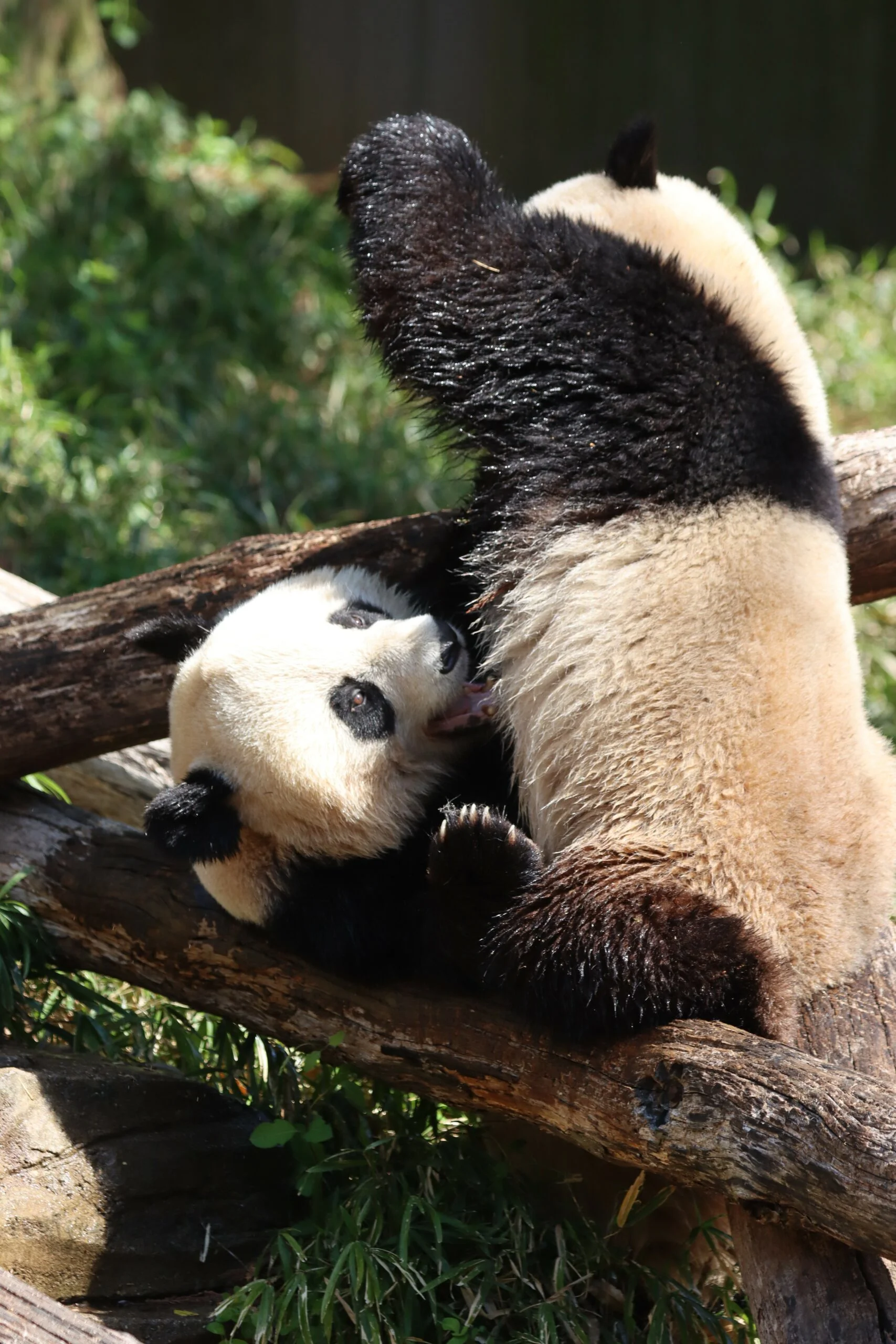 Smithsonian's National Zoo