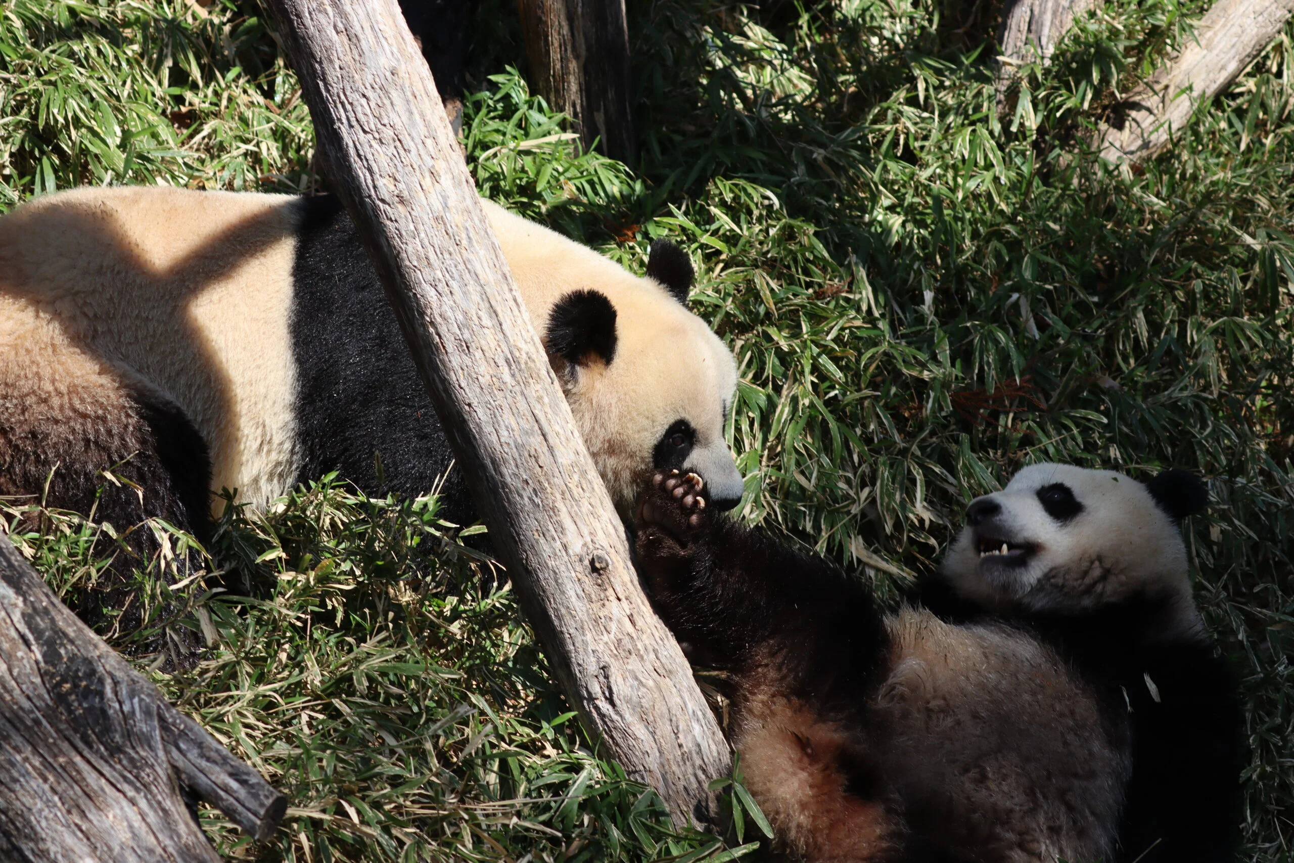Smithsonian's National Zoo
