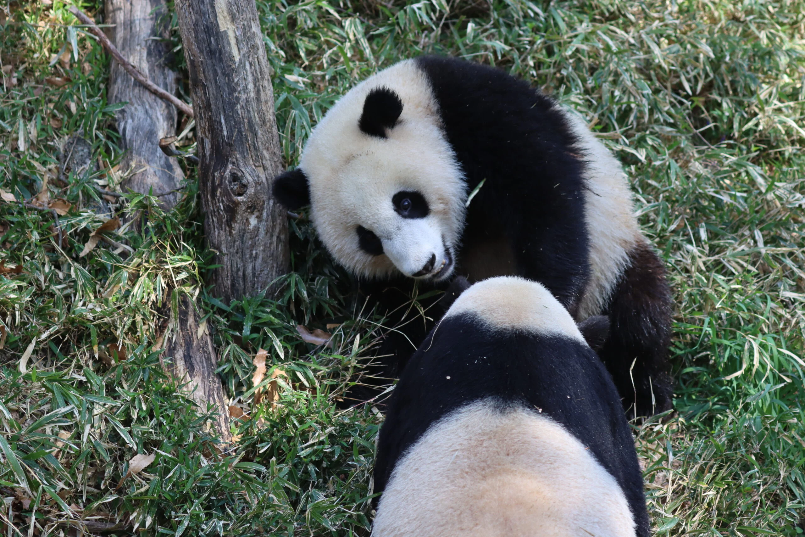 Smithsonian's National Zoo