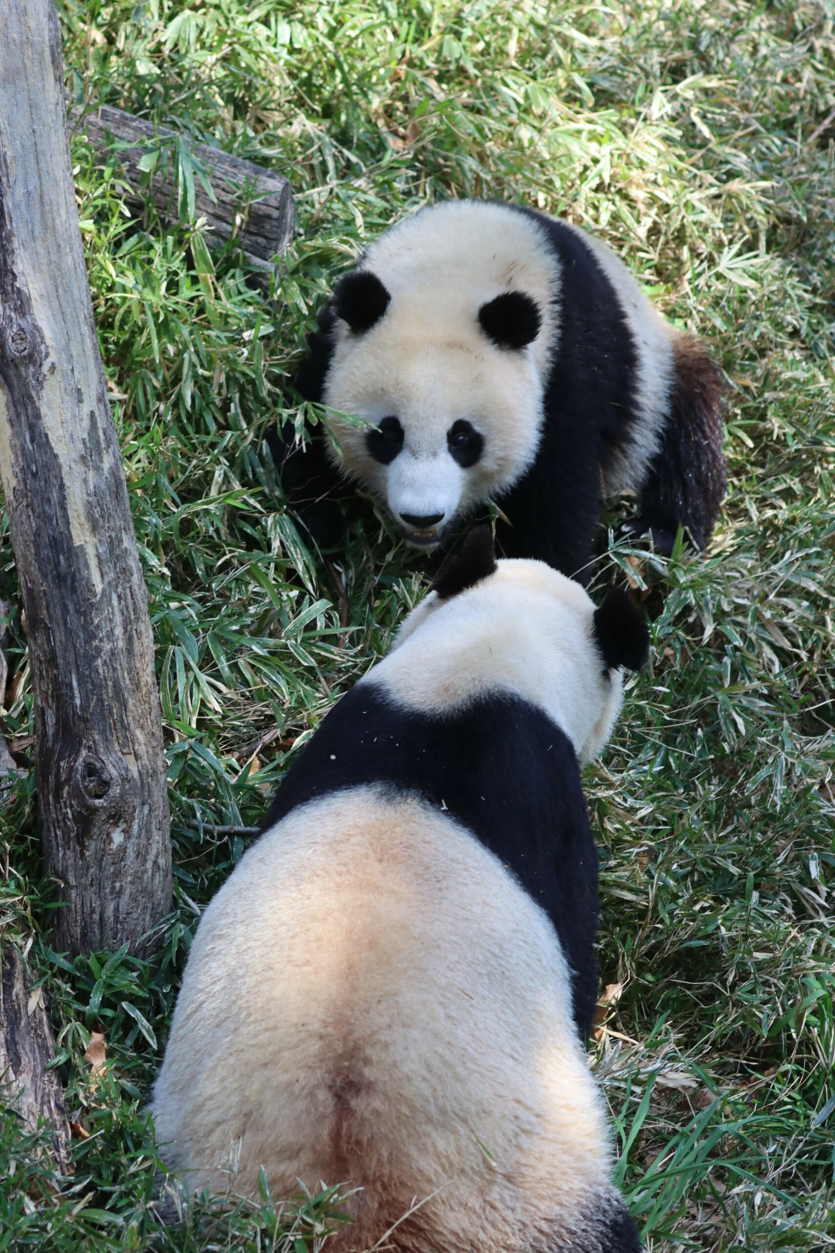 Smithsonian's National Zoo