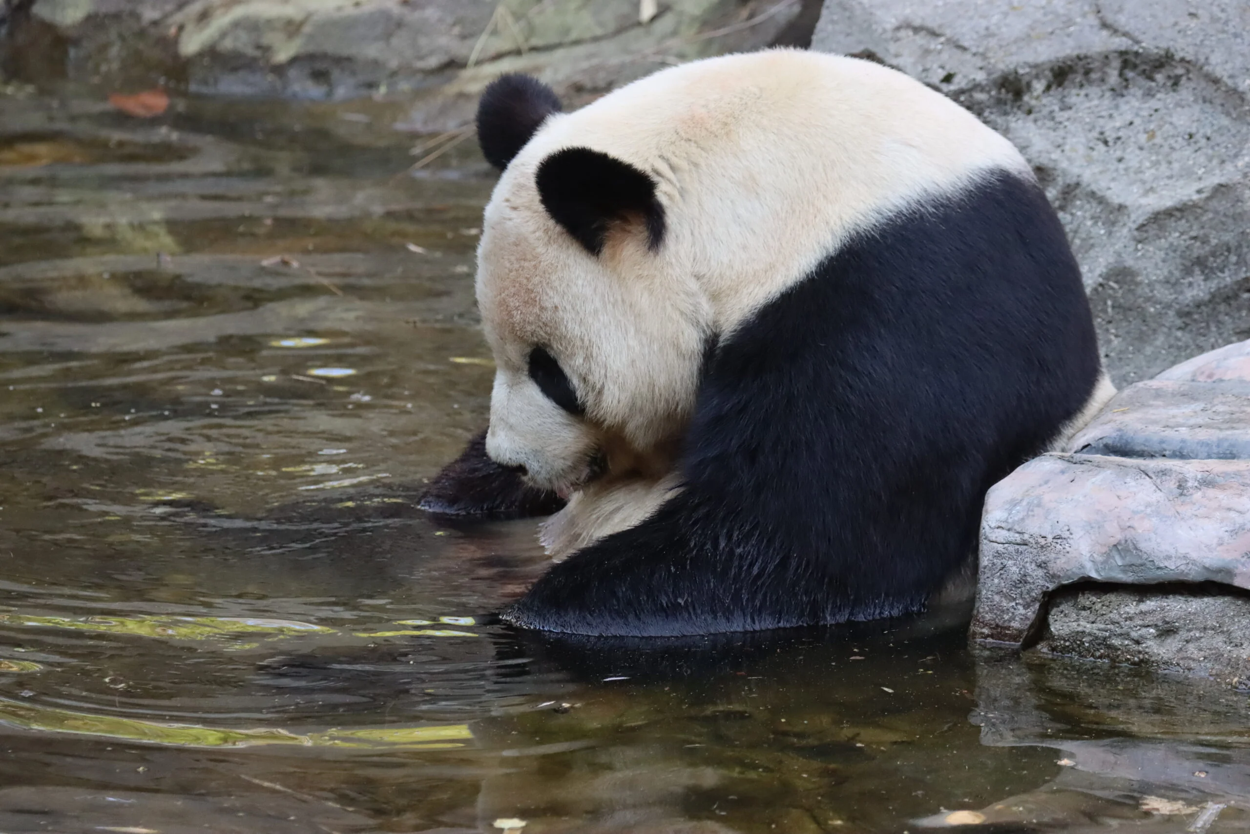 Smithsonian's National Zoo