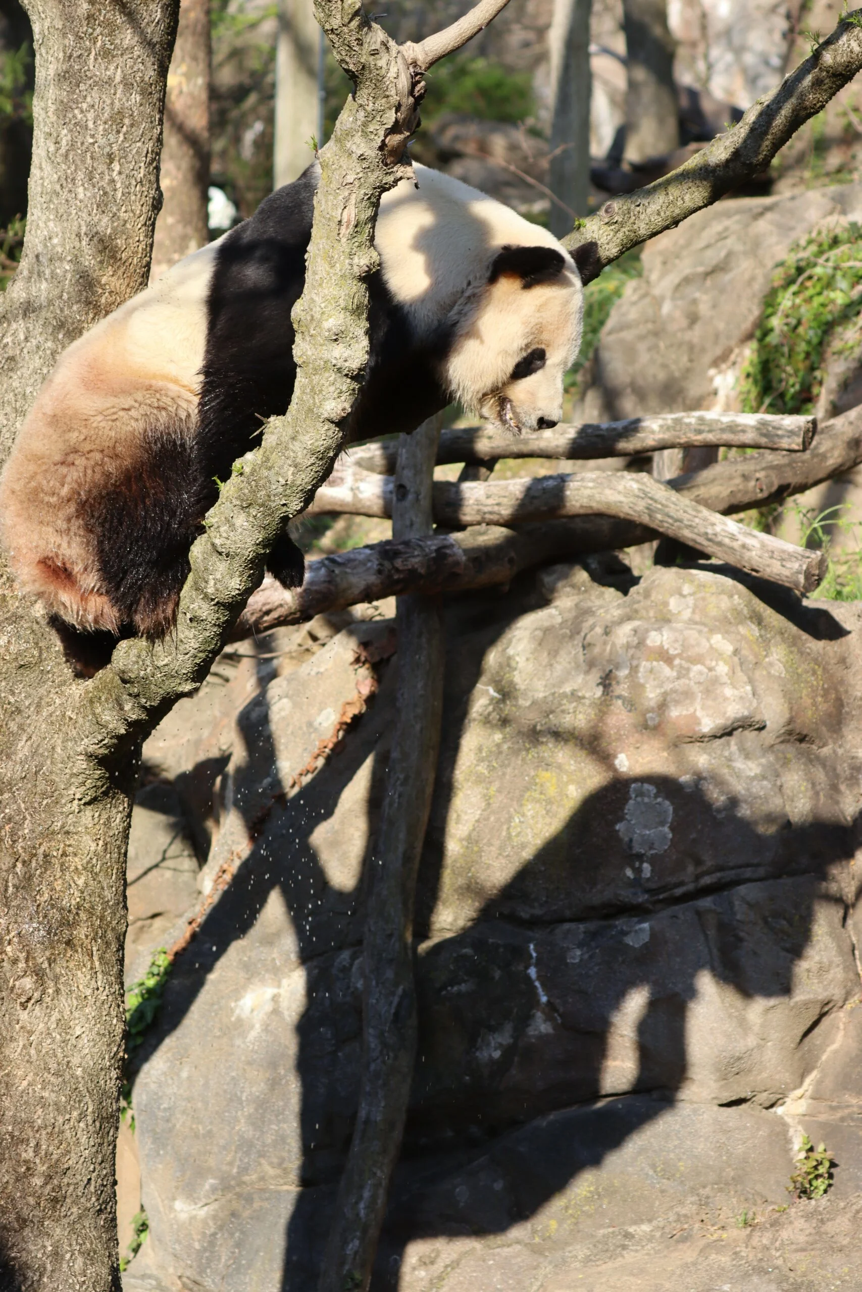 Smithsonian's National Zoo