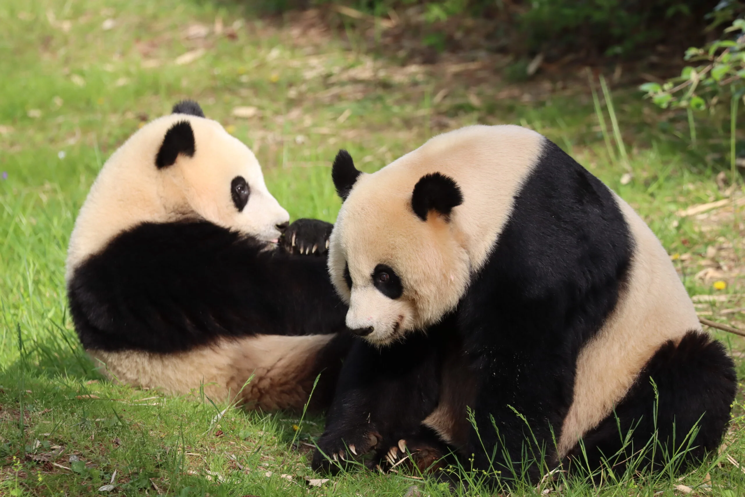 Smithsonian's National Zoo