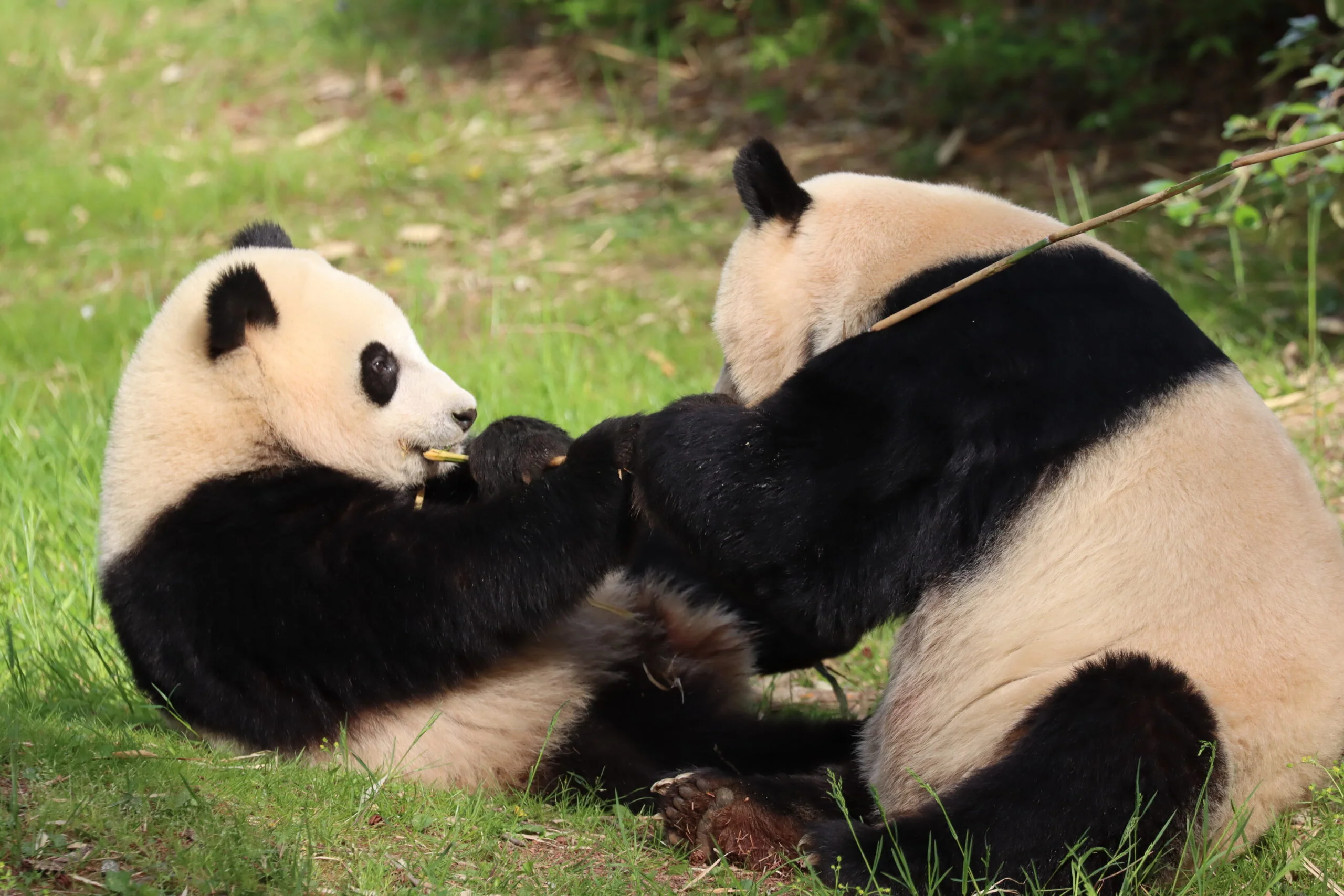 Smithsonian's National Zoo