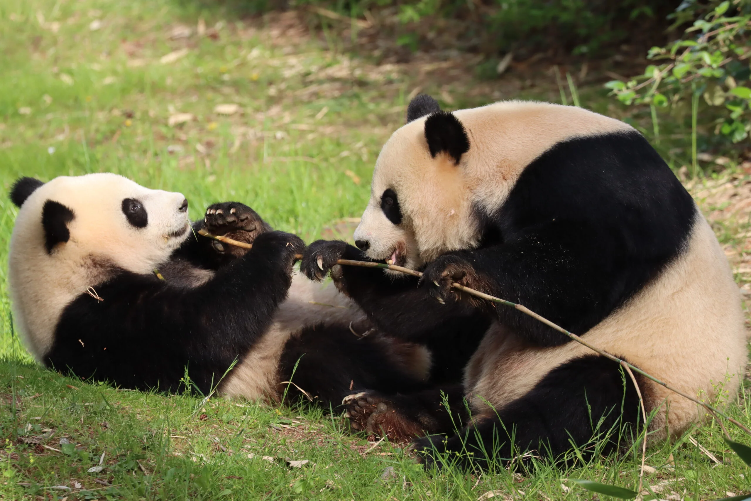 Smithsonian's National Zoo