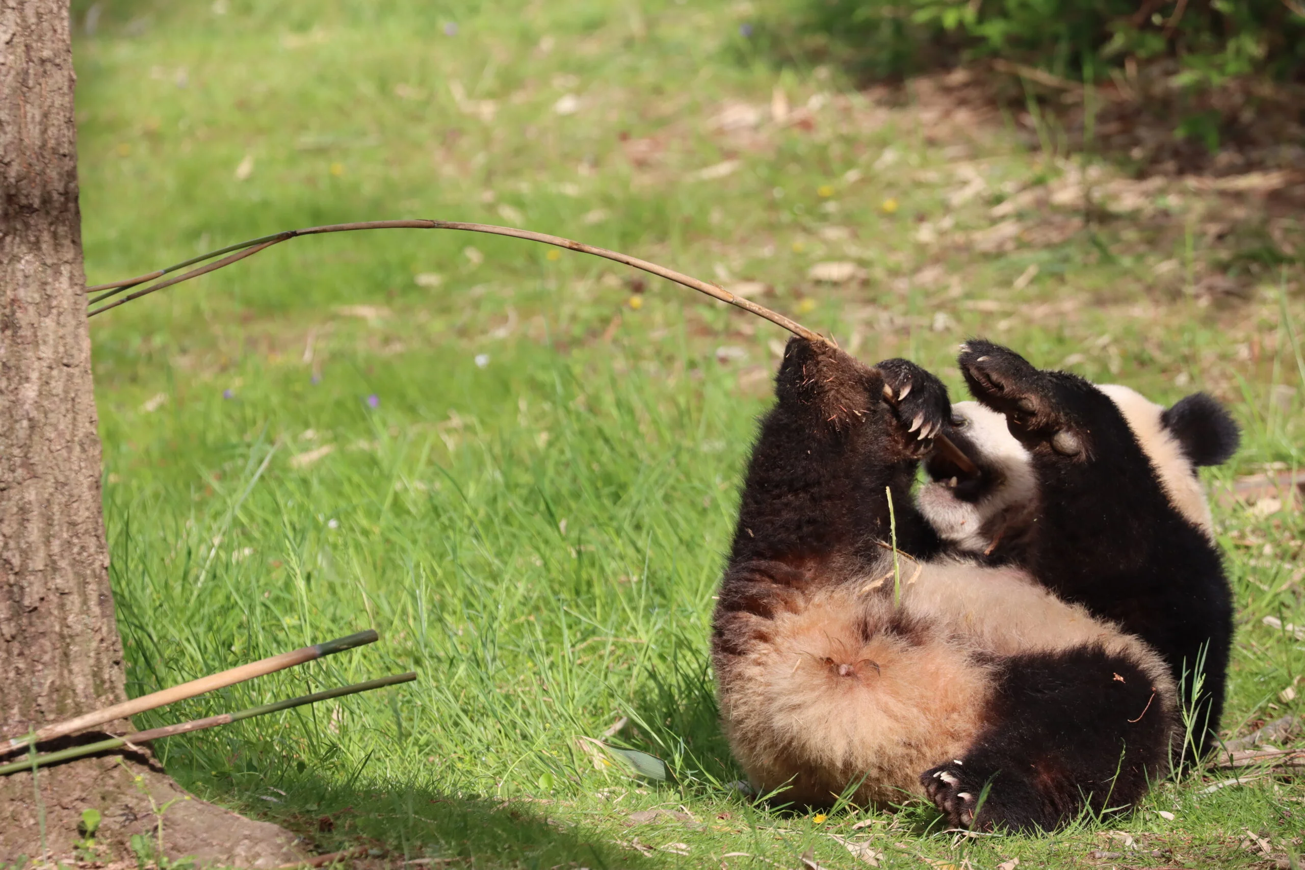 Smithsonian's National Zoo