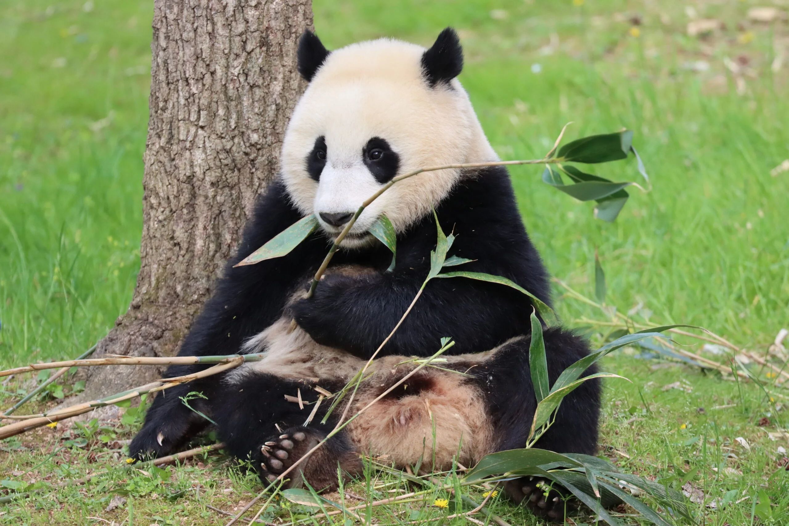 Smithsonian's National Zoo