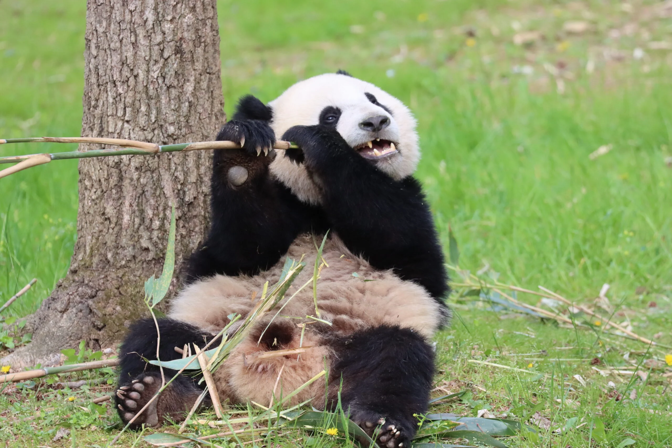 Smithsonian's National Zoo