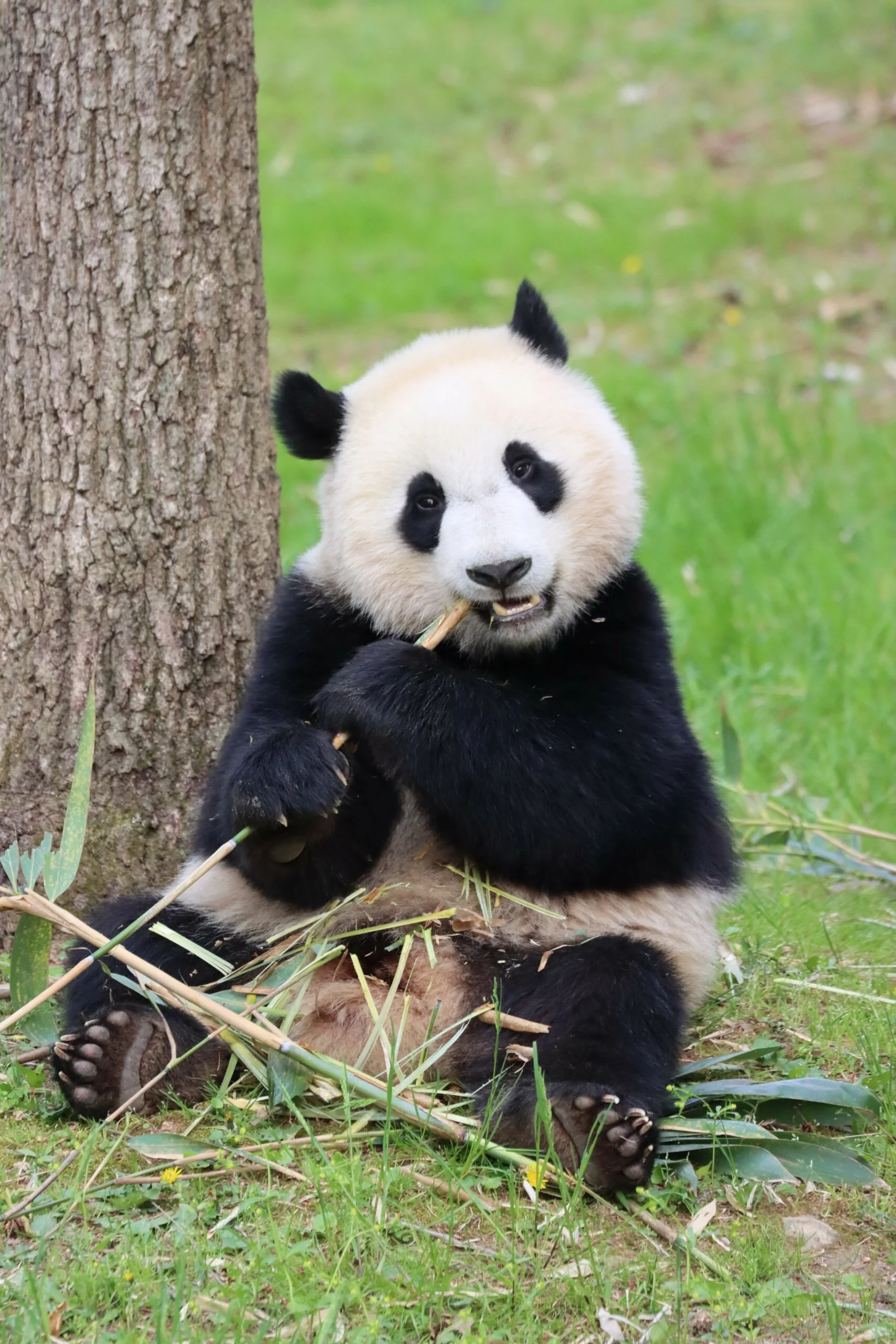 Smithsonian's National Zoo