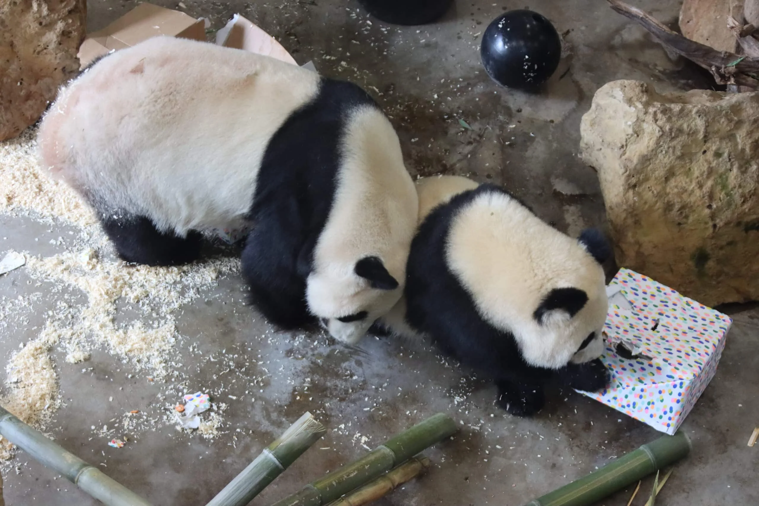 Ouwehands Dierenpark Rhenen