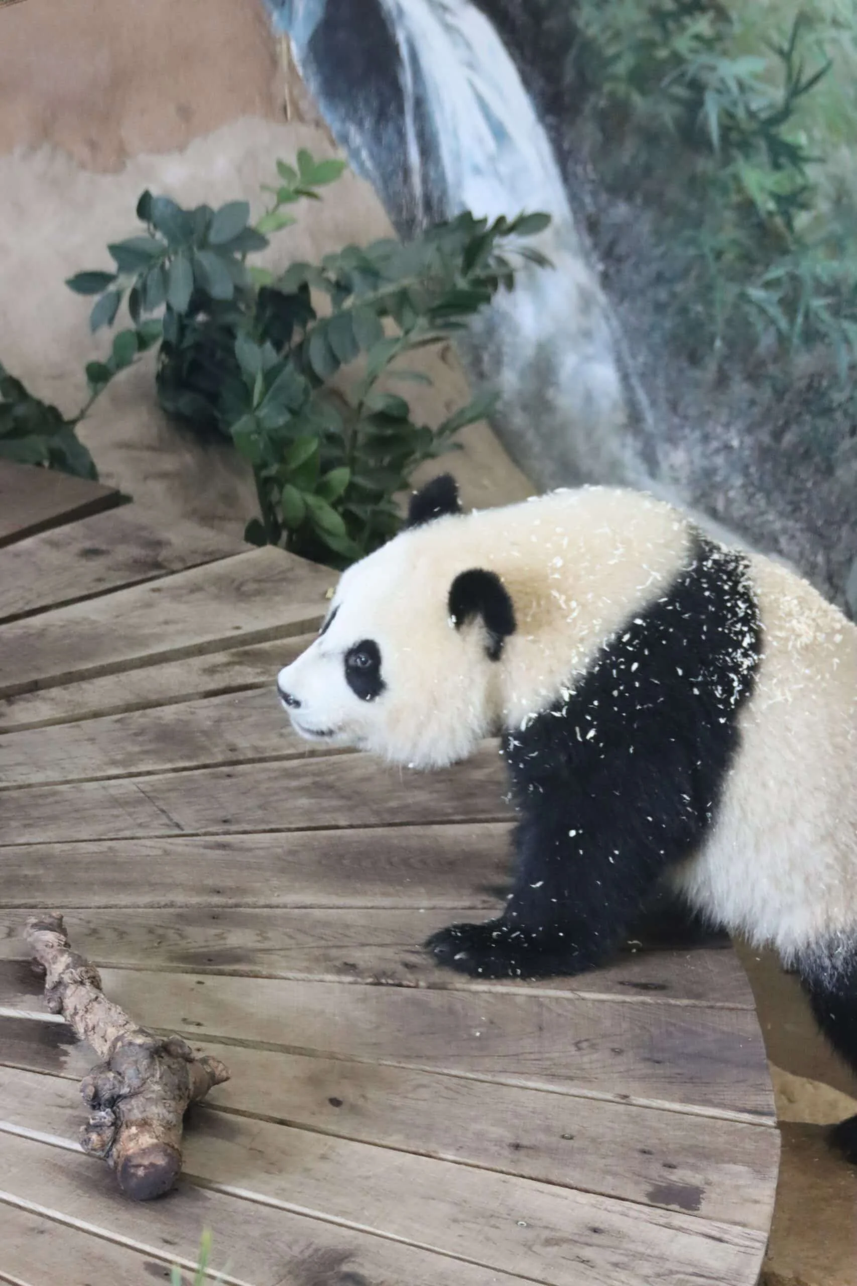 Ouwehands Dierenpark Rhenen