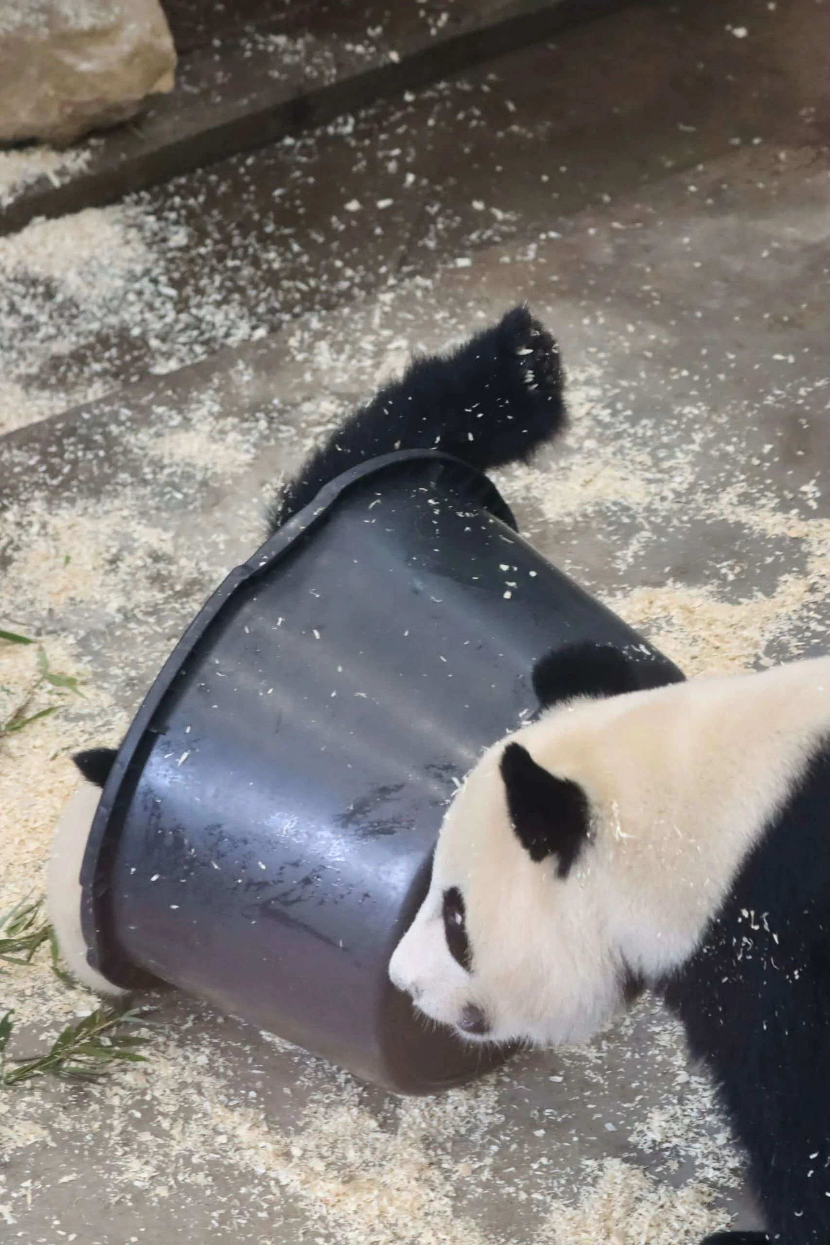 Ouwehands Dierenpark Rhenen