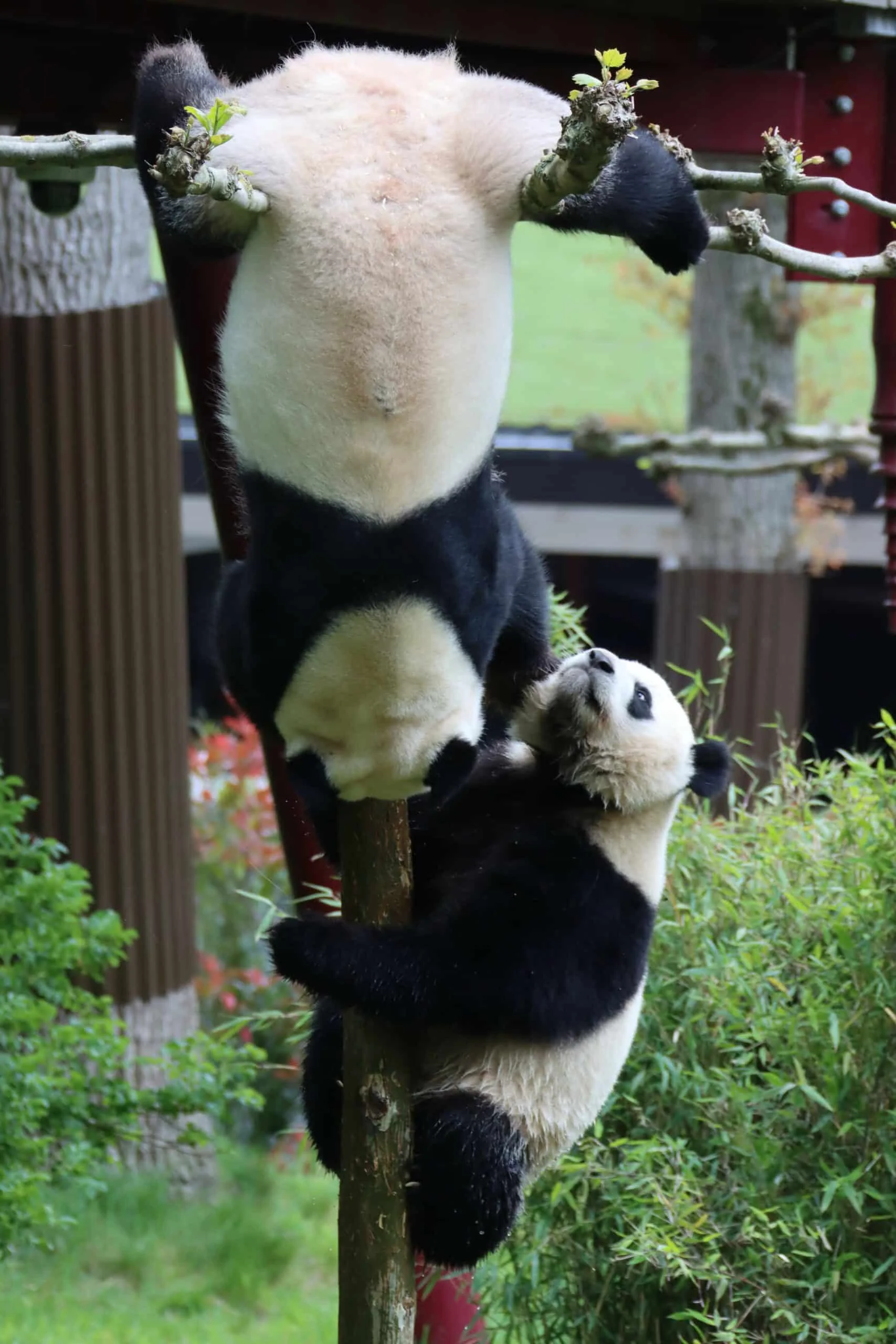 Ouwehands Dierenpark Rhenen