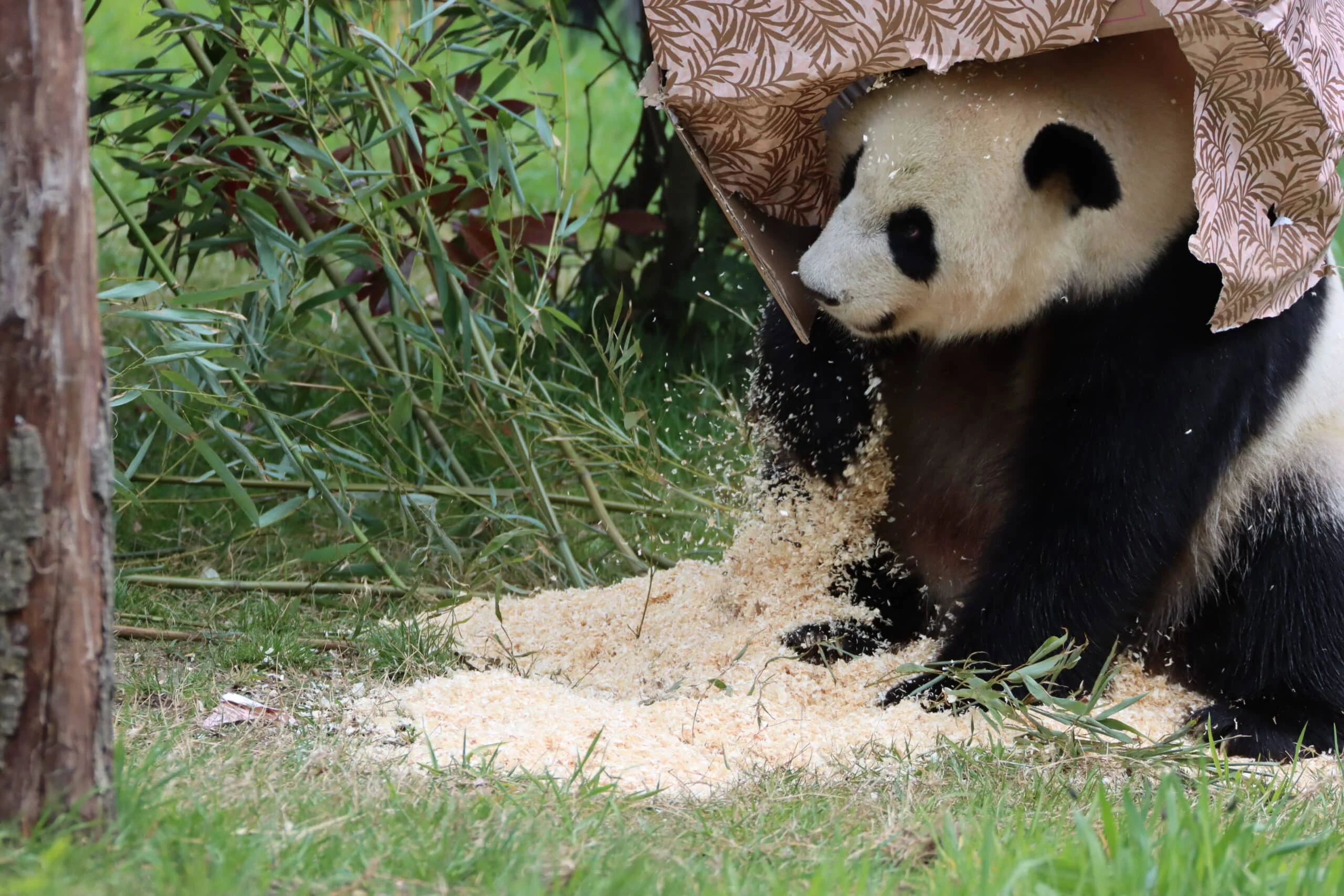 Ouwehands Dierenpark Rhenen