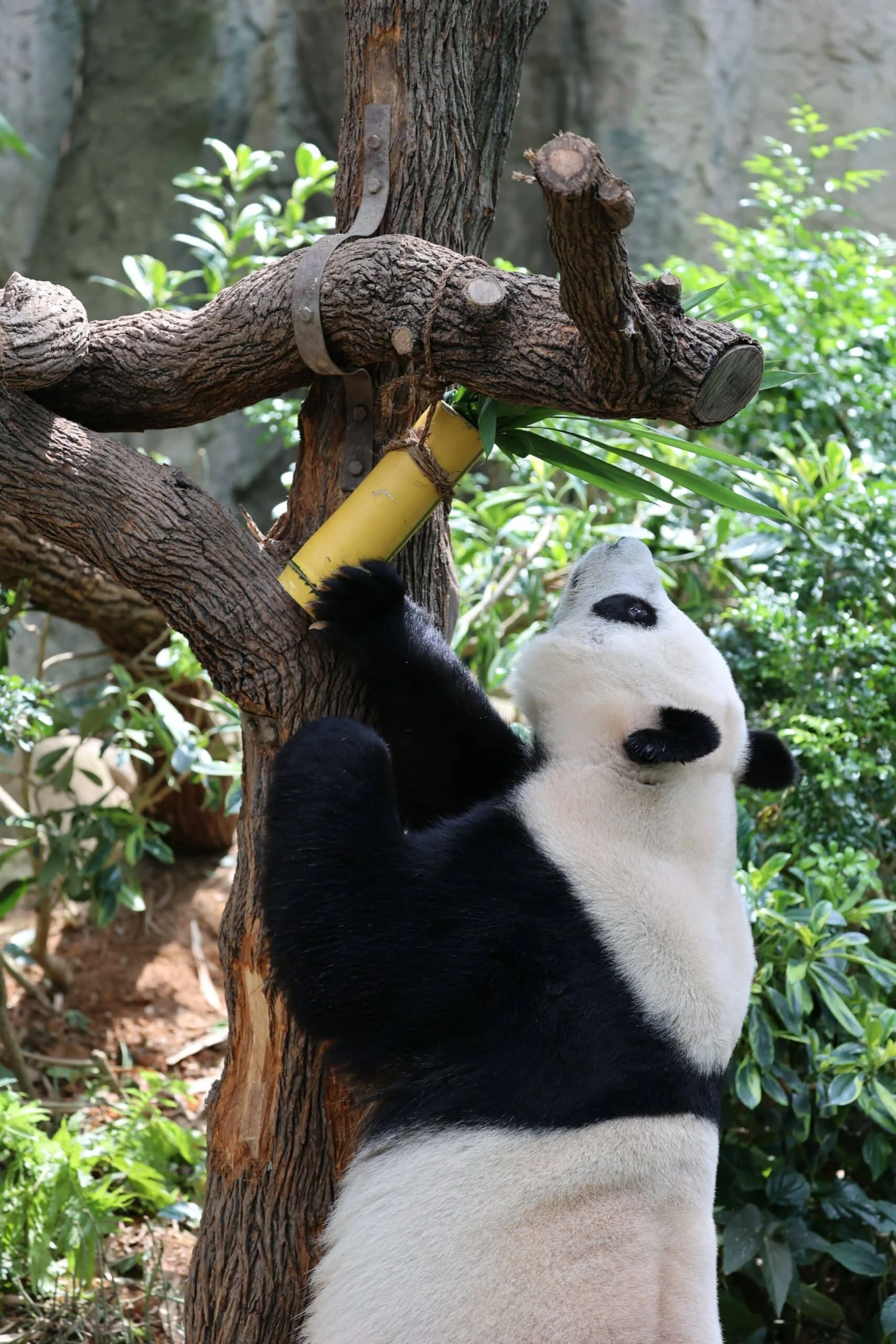 Mandai River Wonders