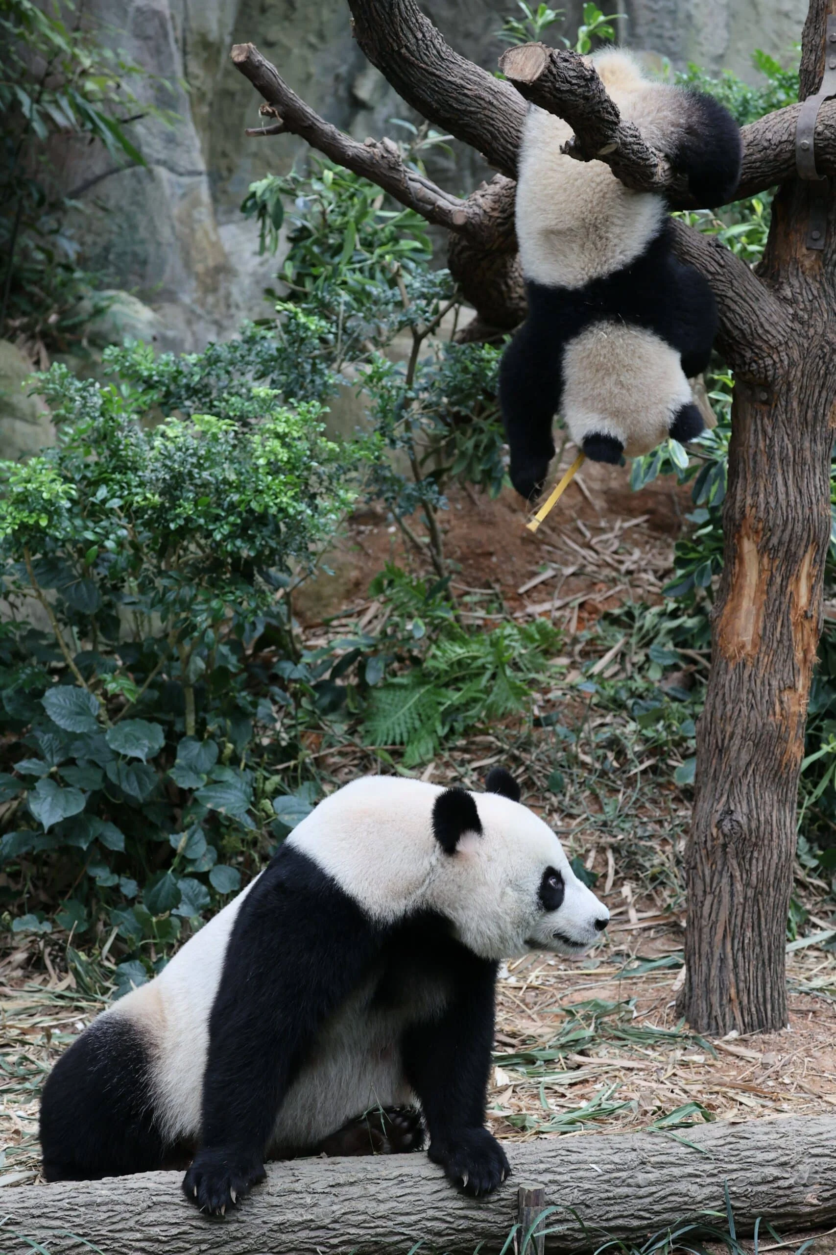 Mandai River Wonders