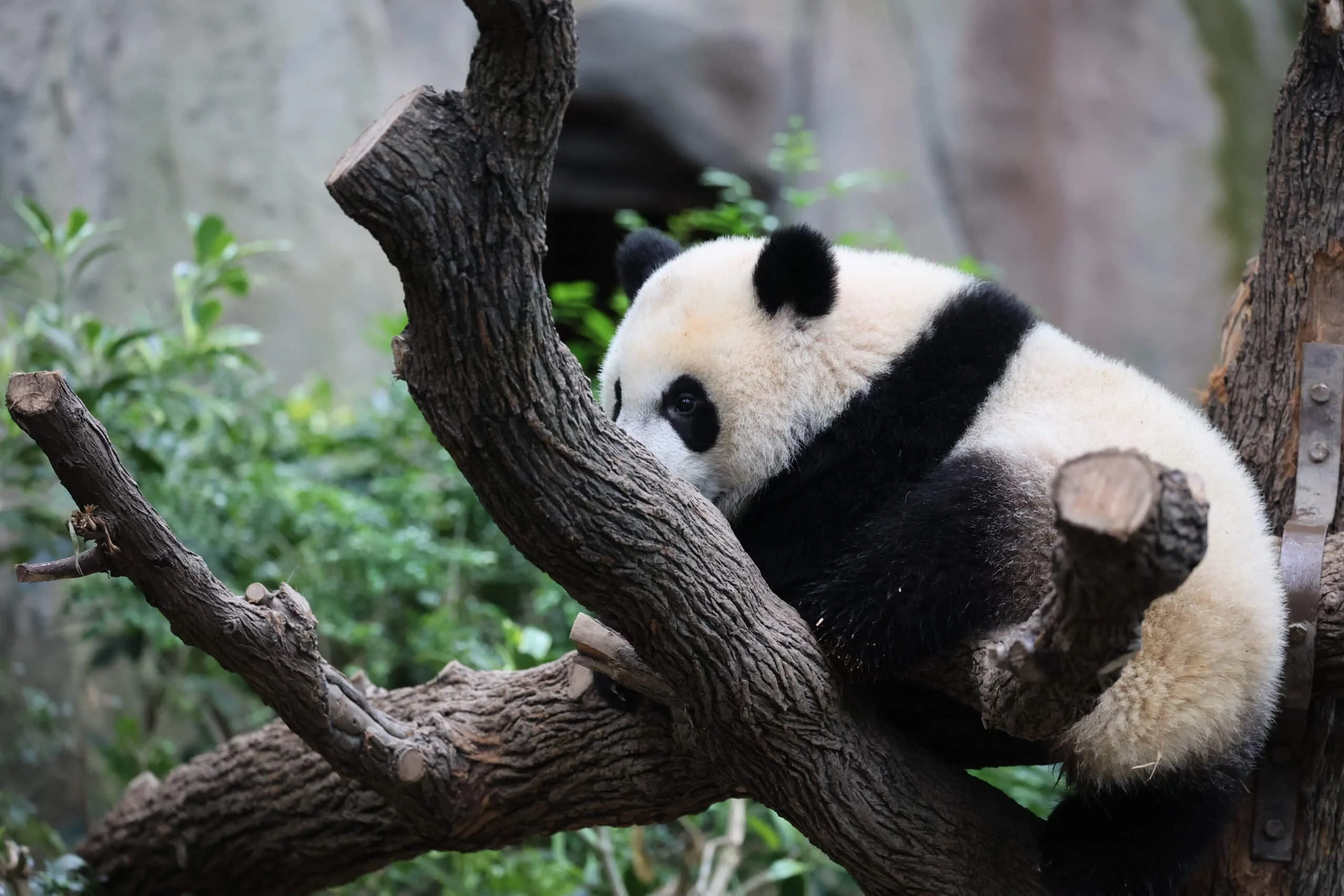 Mandai River Wonders