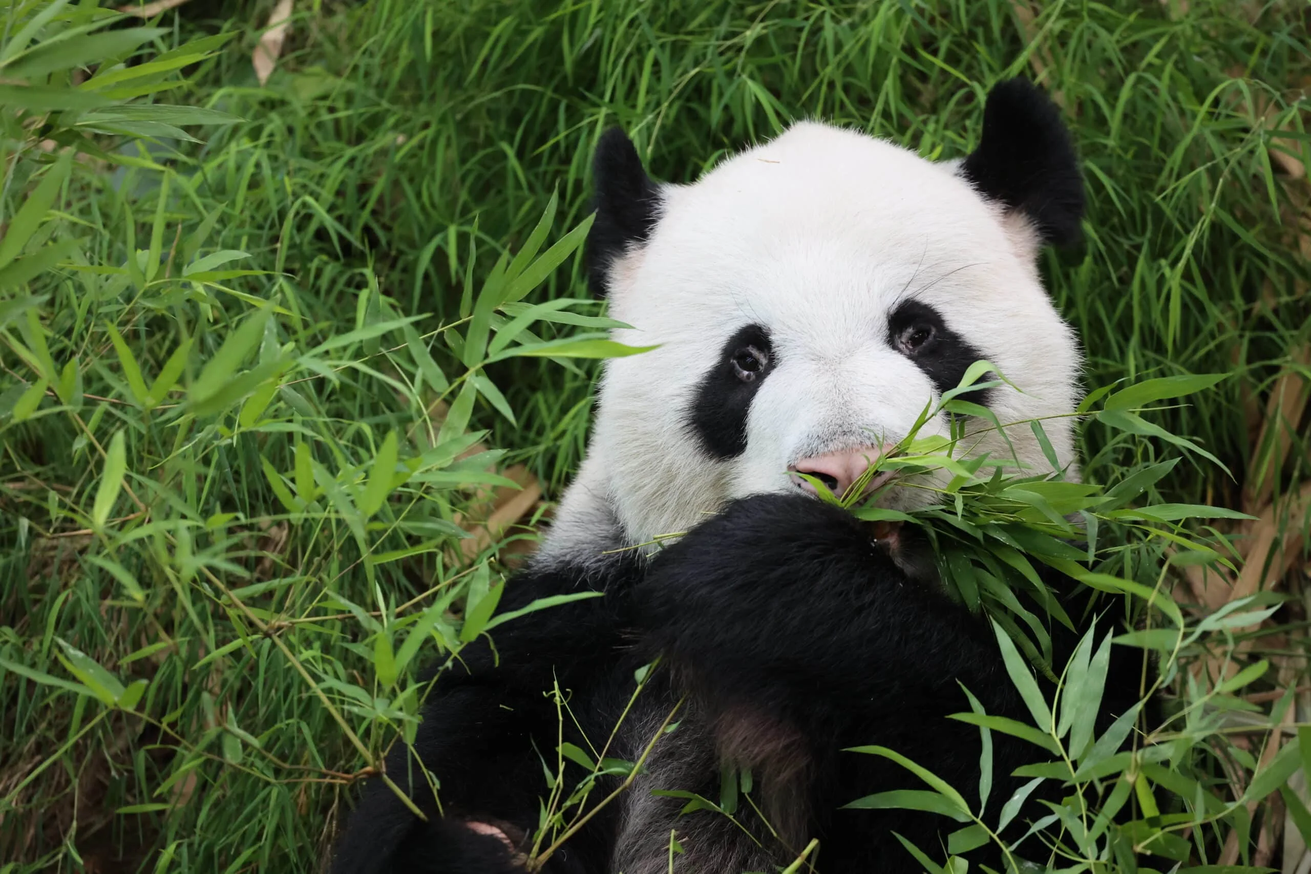 Mandai River Wonders