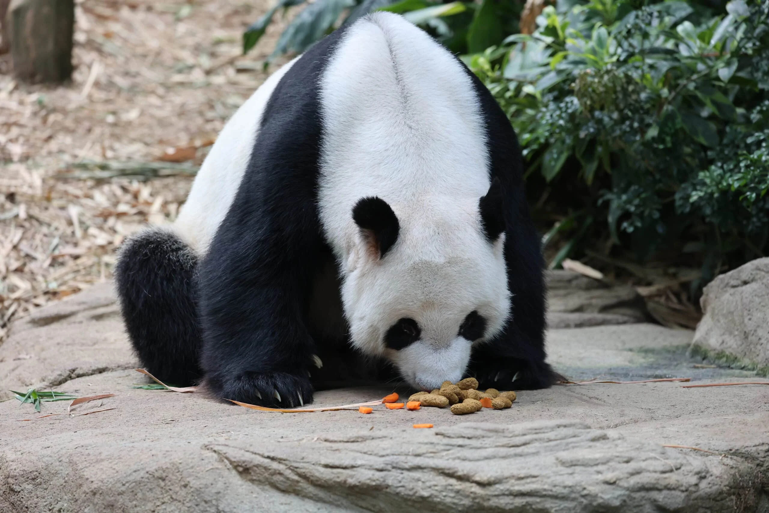 Mandai River Wonders