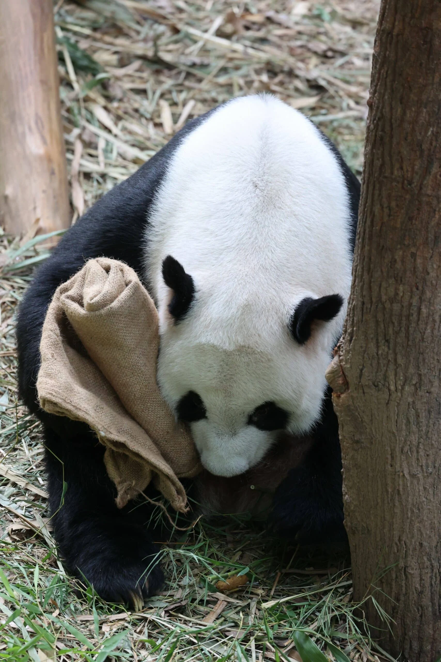 Mandai River Wonders