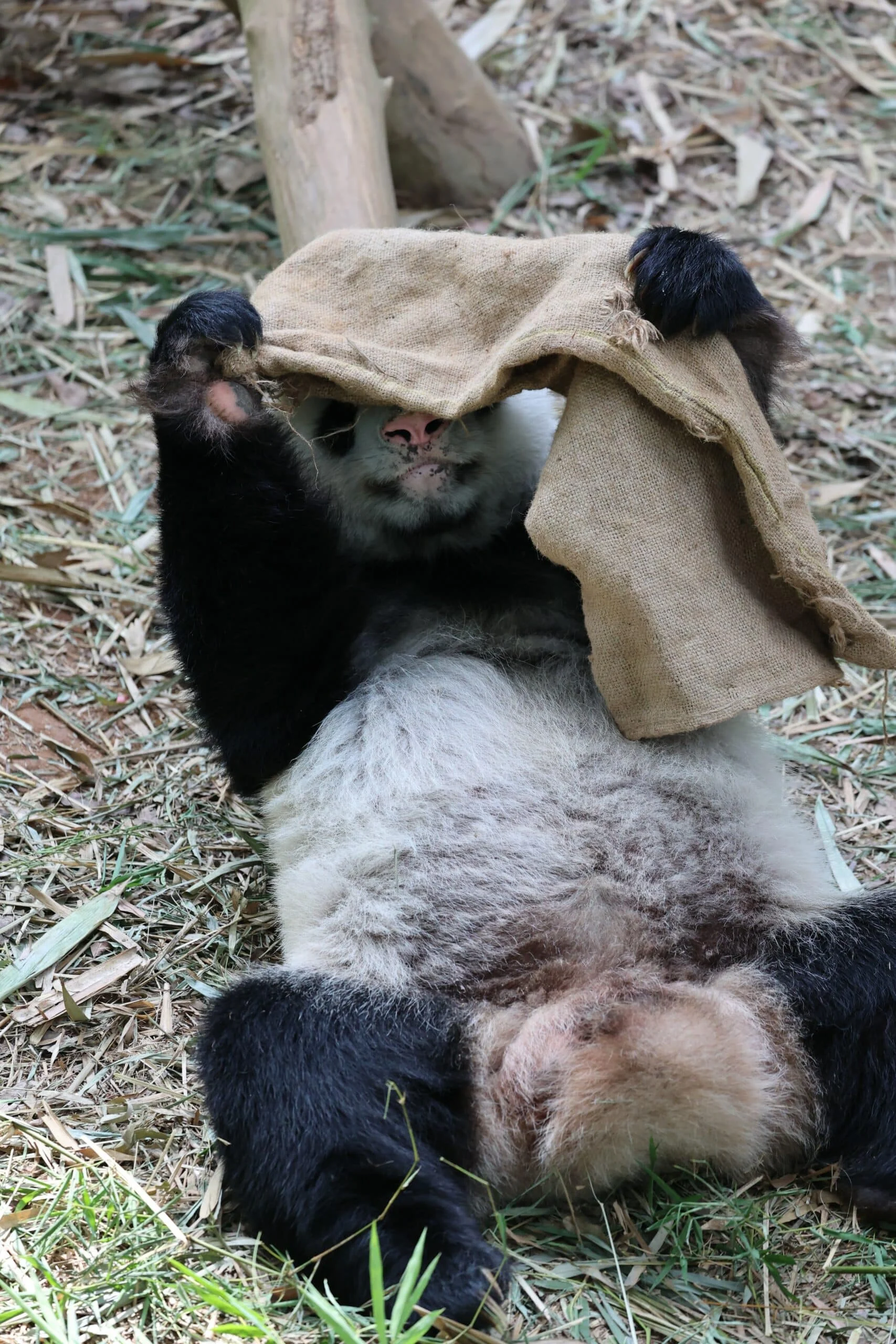 Mandai River Wonders