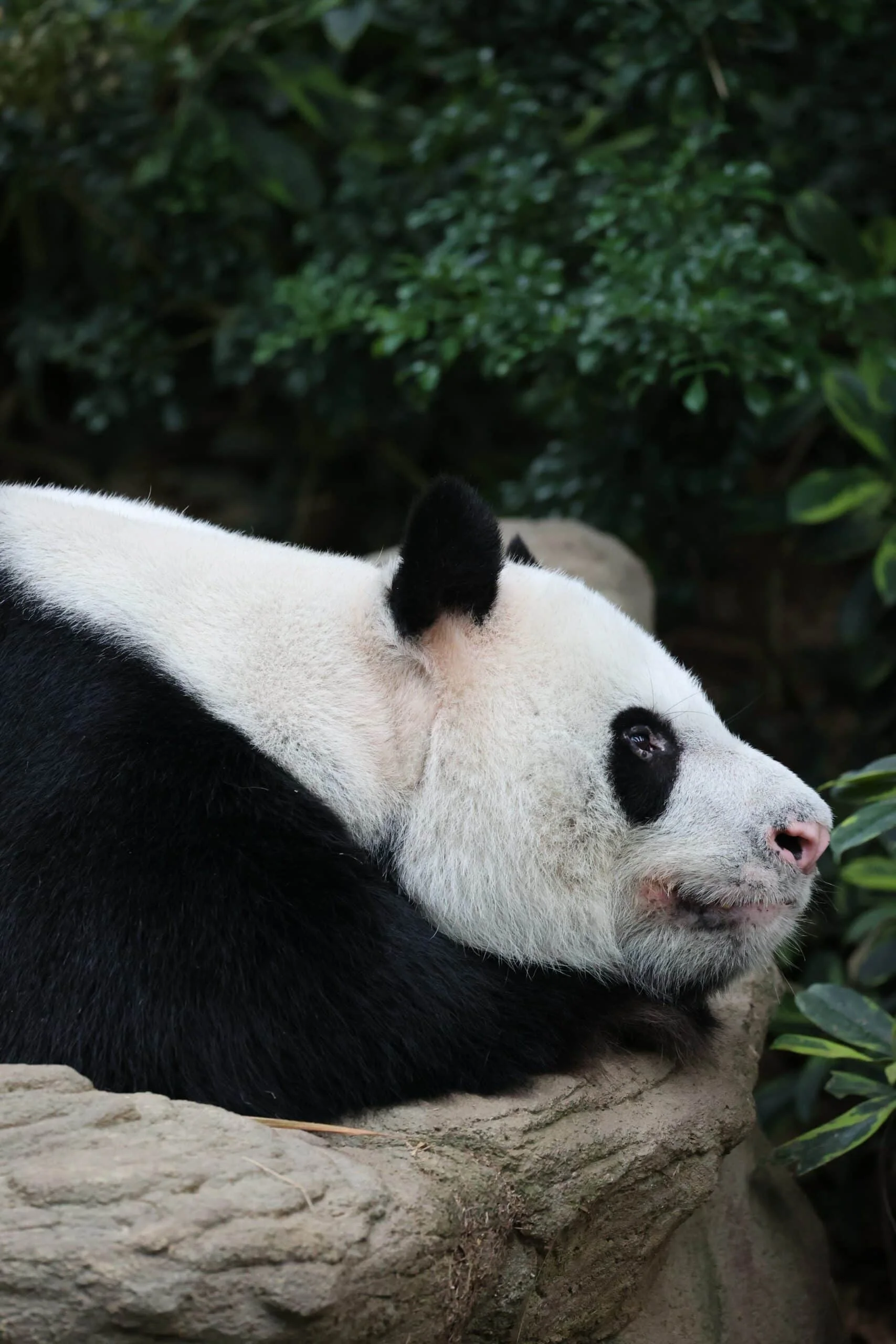 Mandai River Wonders