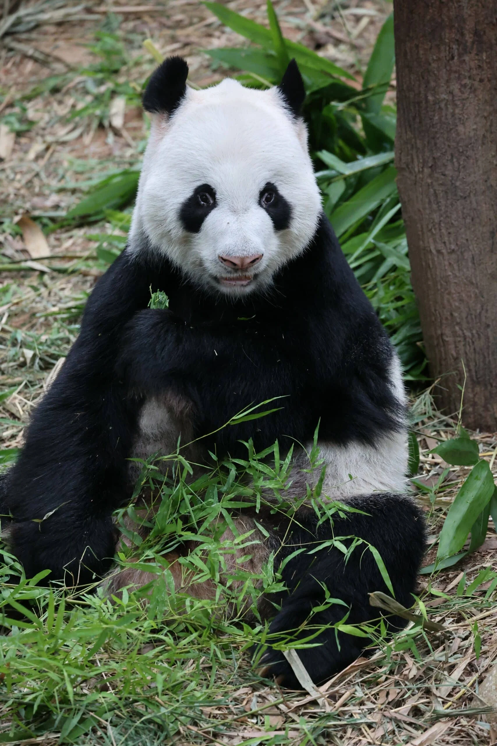 Mandai River Wonders