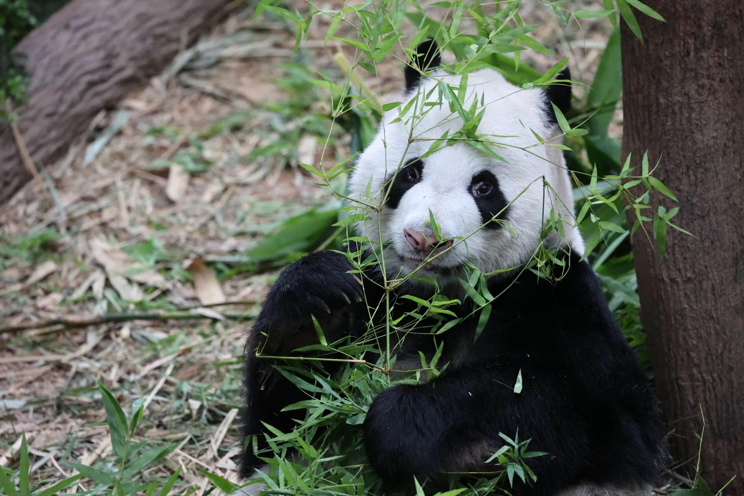 Mandai River Wonders