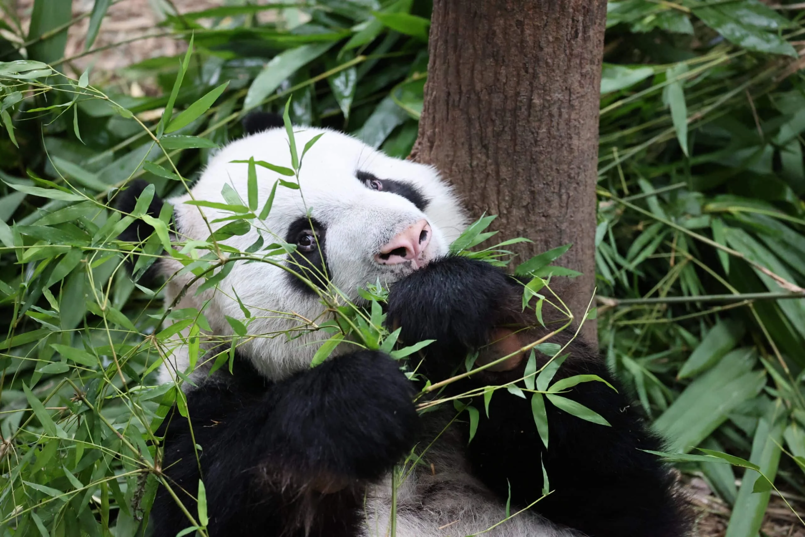 Mandai River Wonders