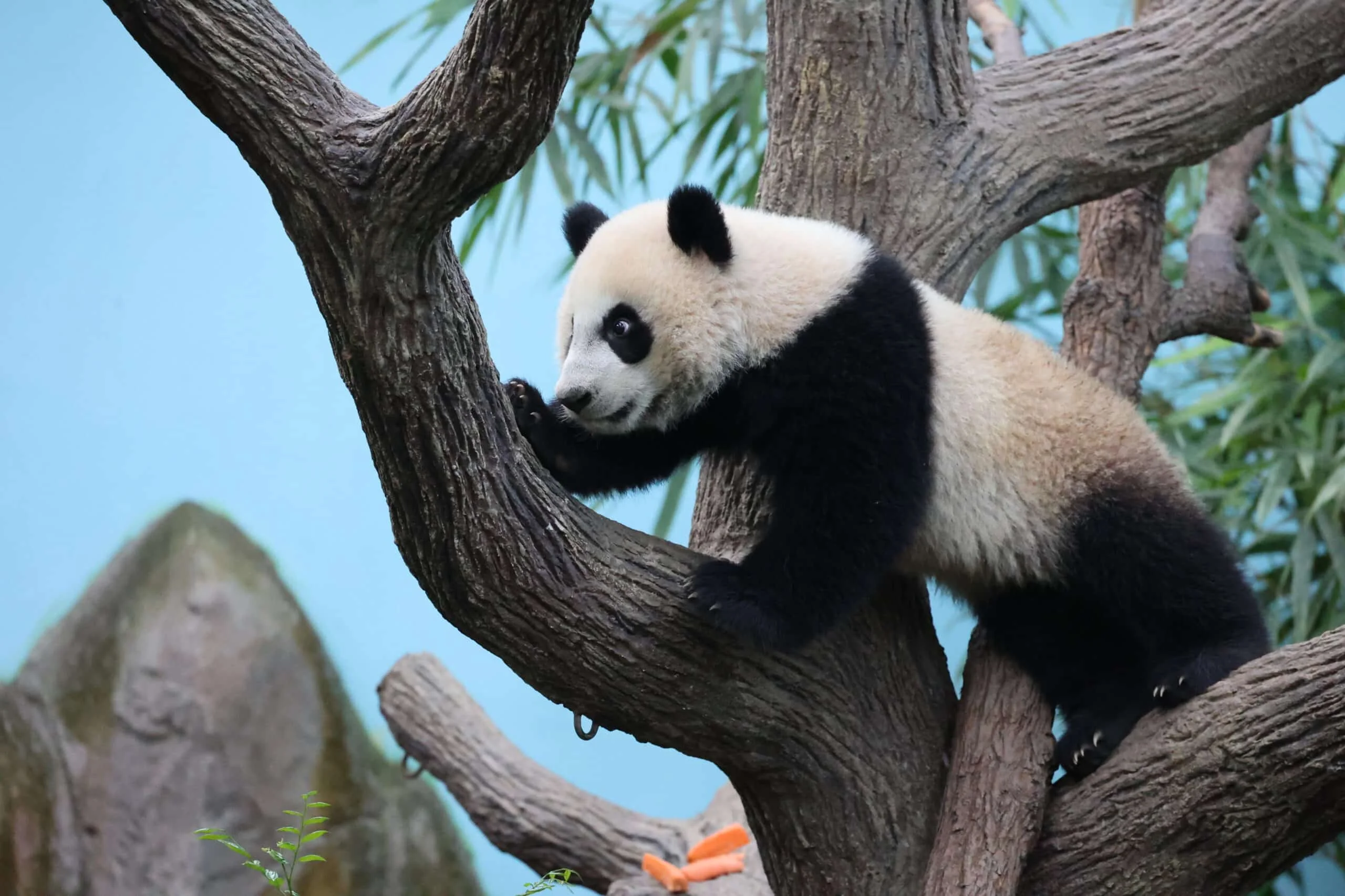 Mandai River Wonders