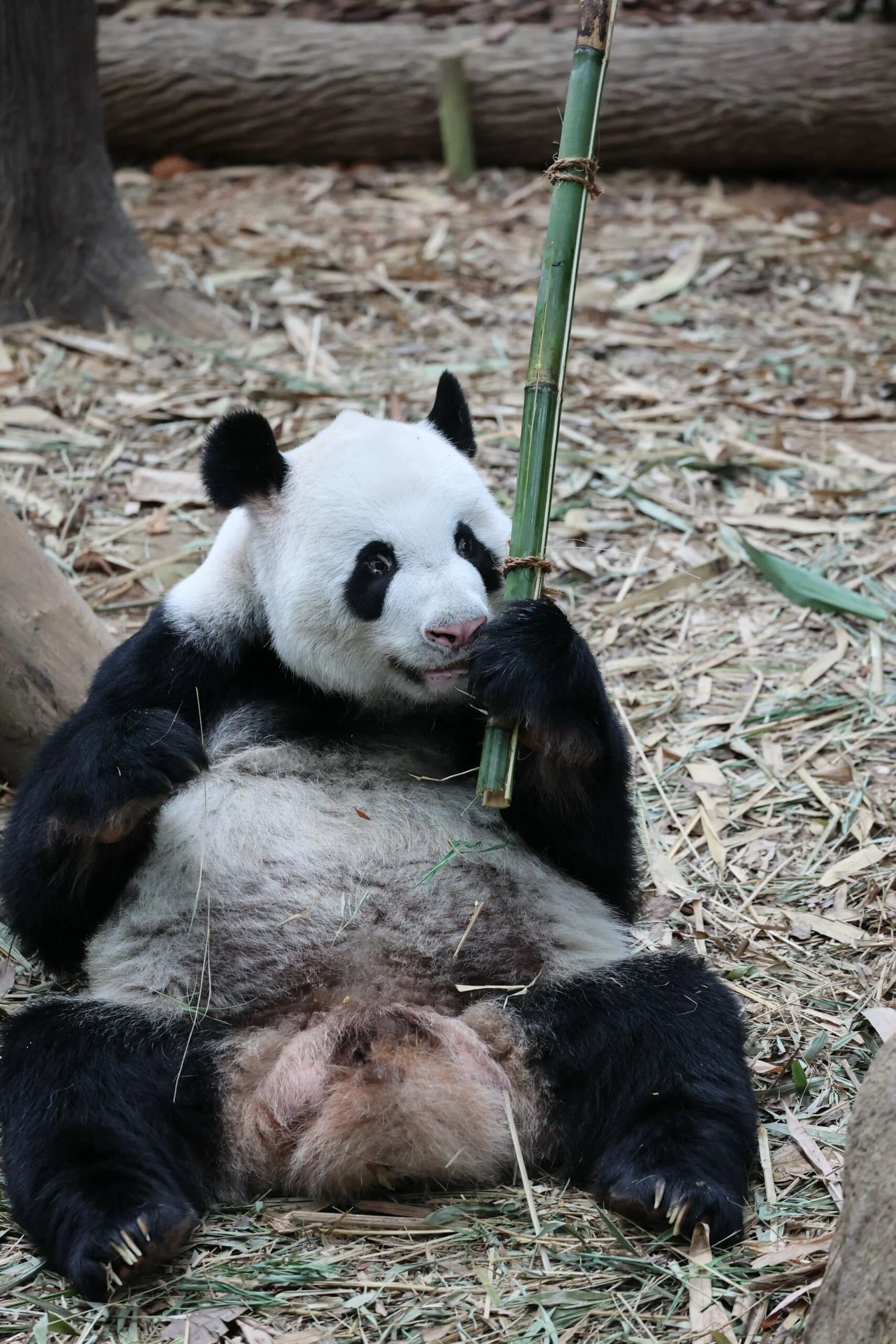 Mandai River Wonders