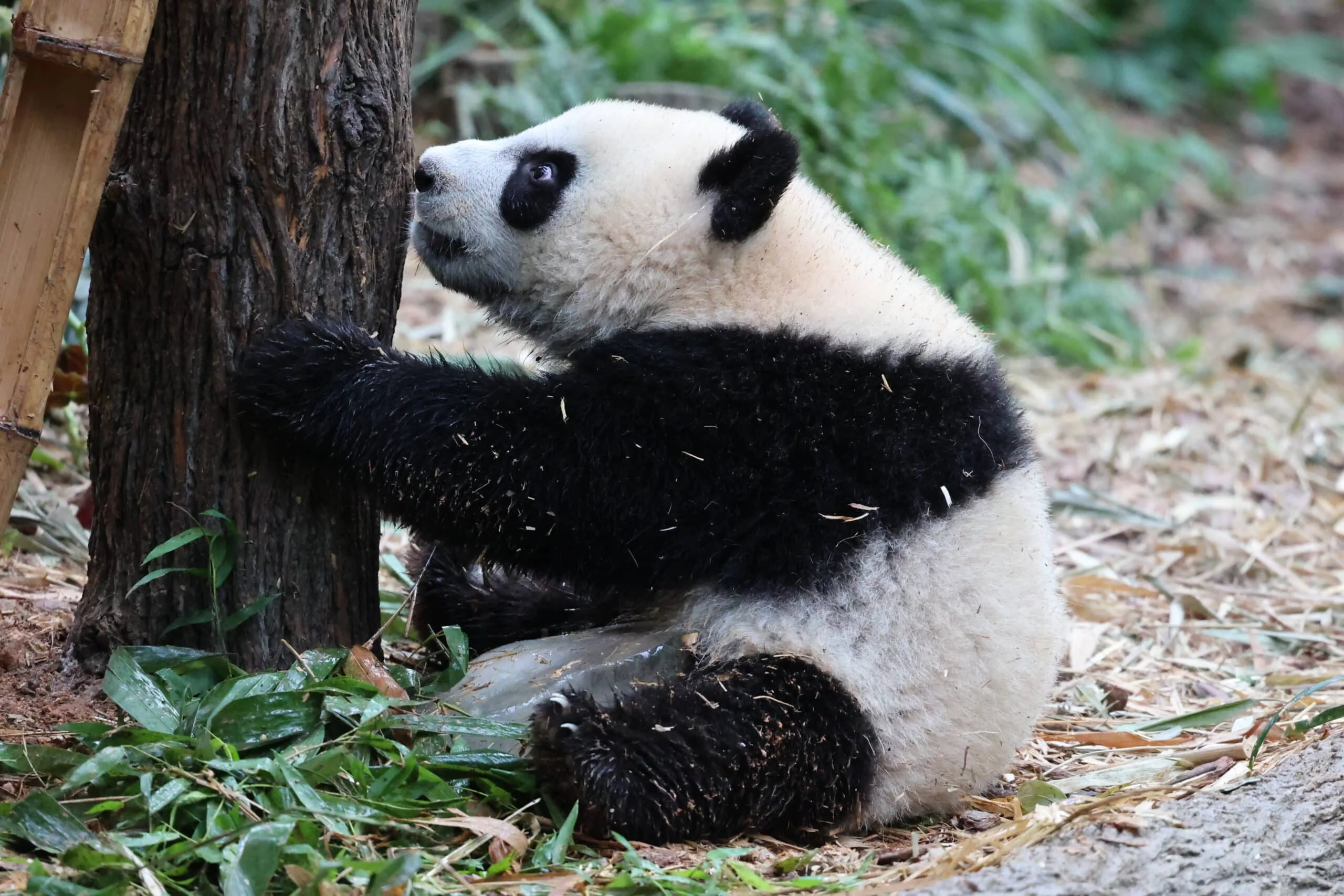 Mandai River Wonders